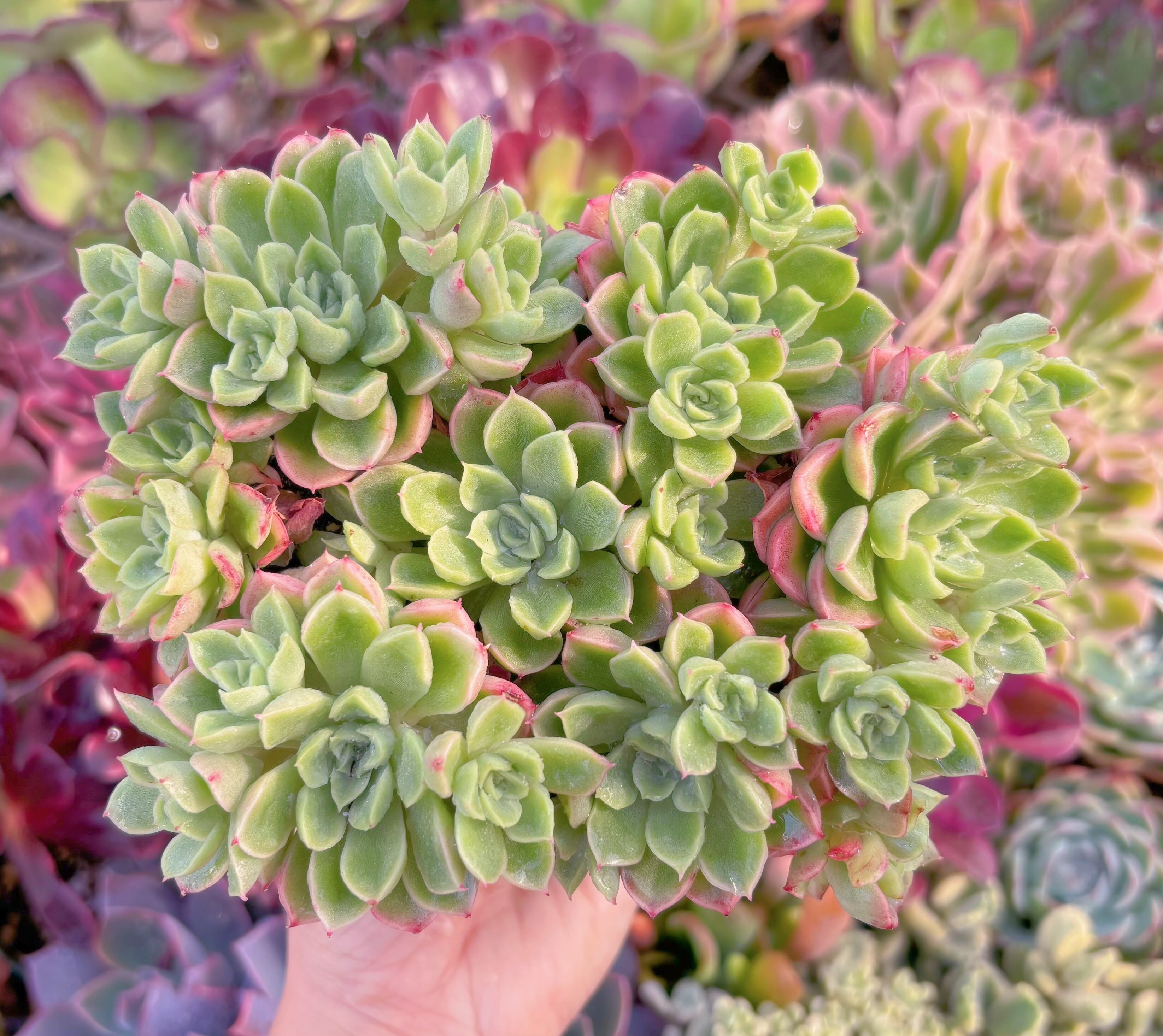 現品　ハワイの踊り子#1179　特大群生　新入荷　るる農園