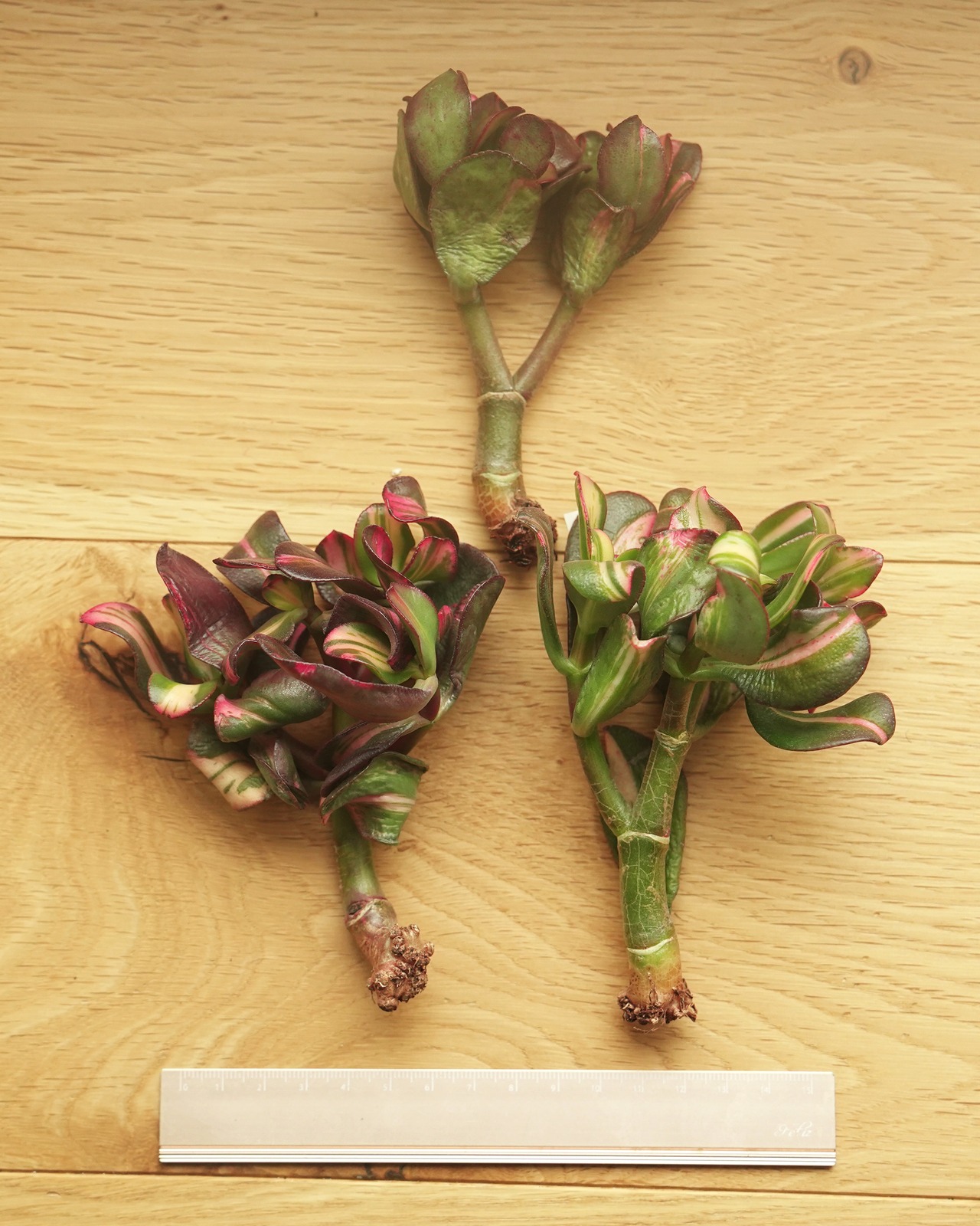 カット苗 七彩蝶 【日本初上陸？！】 Crassula 'Qi Cai Die'