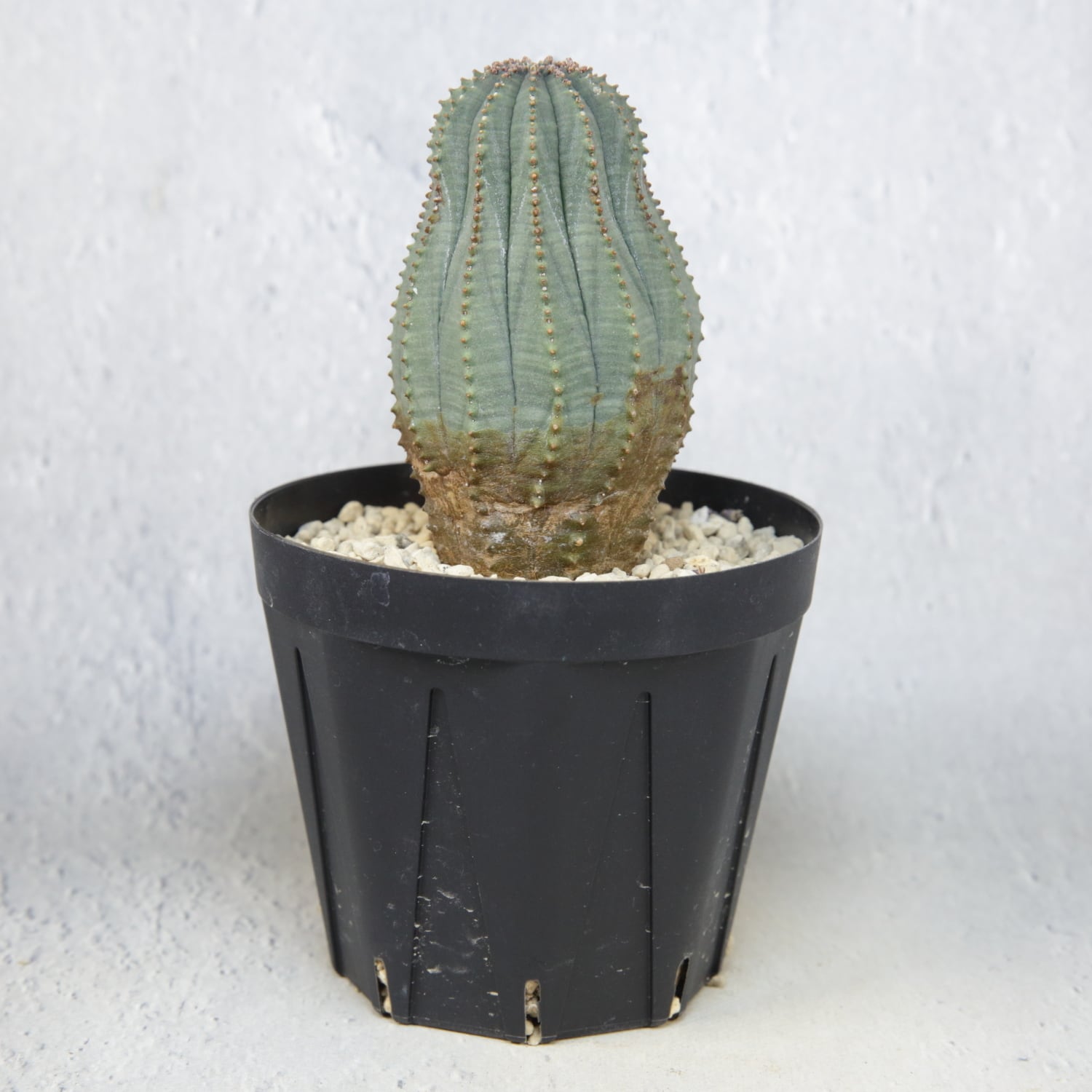 オス株 木質化 マウンテン オベサ / ユーフォルビア | LIGHTHOUSE