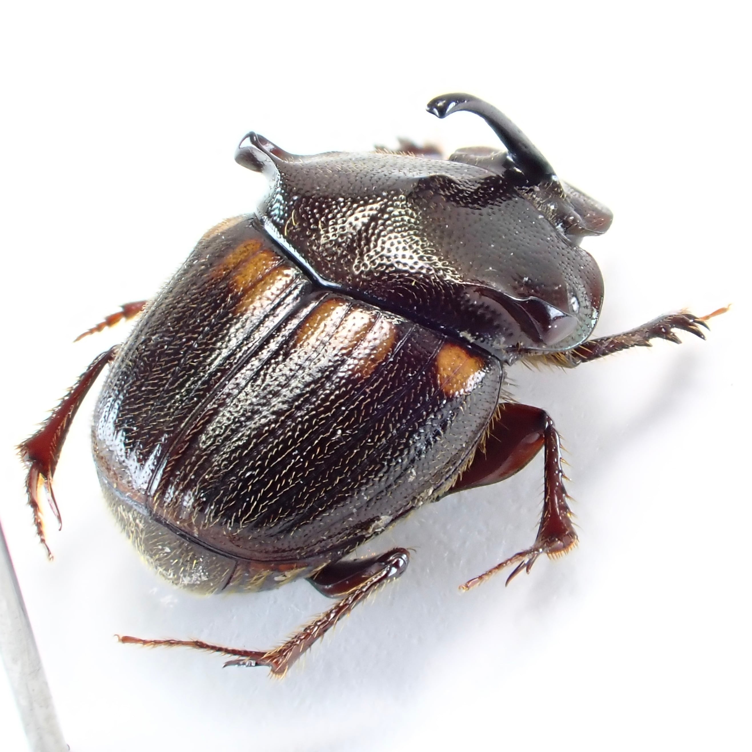 ベトナム産 Paraphanaeomorphus phanaeiformis ♂ 8mm | 昆虫標本