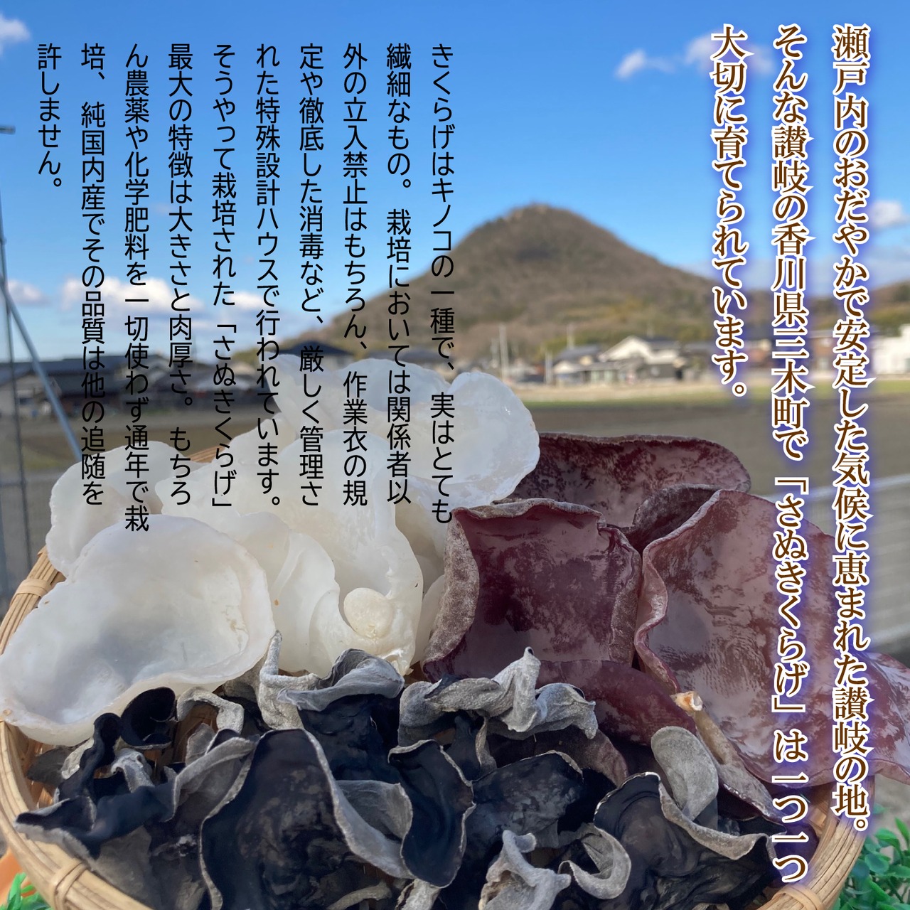 【送料無料】讃岐味謹製　　生きくらげのつくだ煮　さぬきくらげ　小豆島ヤマロク醤油使用　2袋セット・画像2