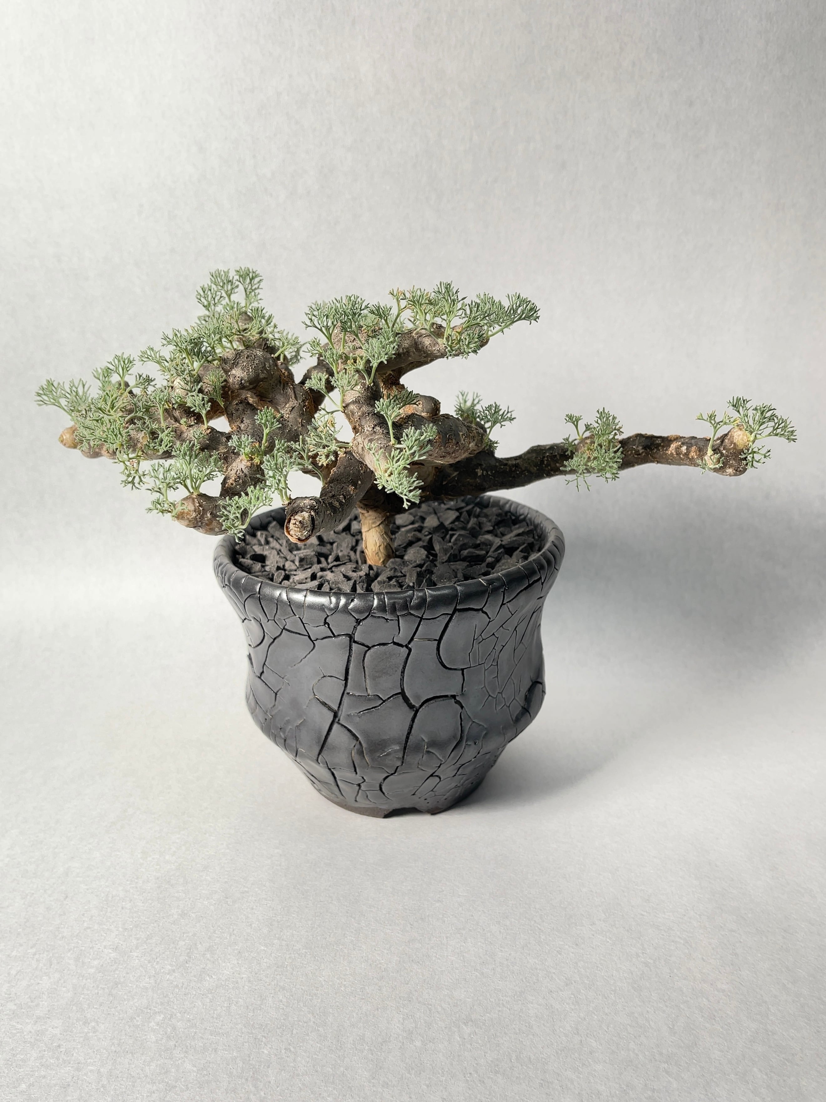 サルコカウロン・ムルチフィズム | trigger