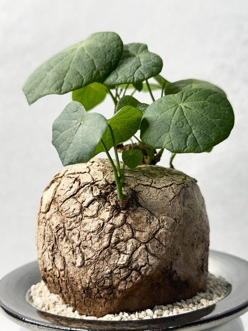 ステファニア・スベローサ