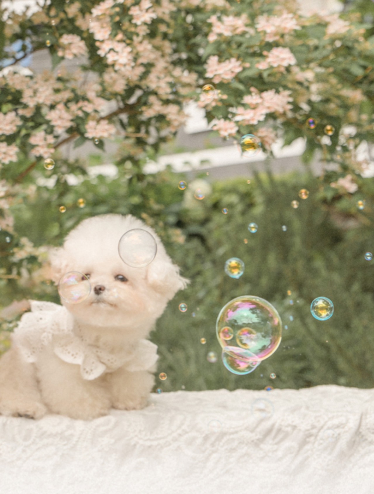 予約【pecoramou select】Lovebell One Piece