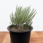 Tyrecodon cacalioides 【チレコドン・カカリオイデス・鐘鬼】