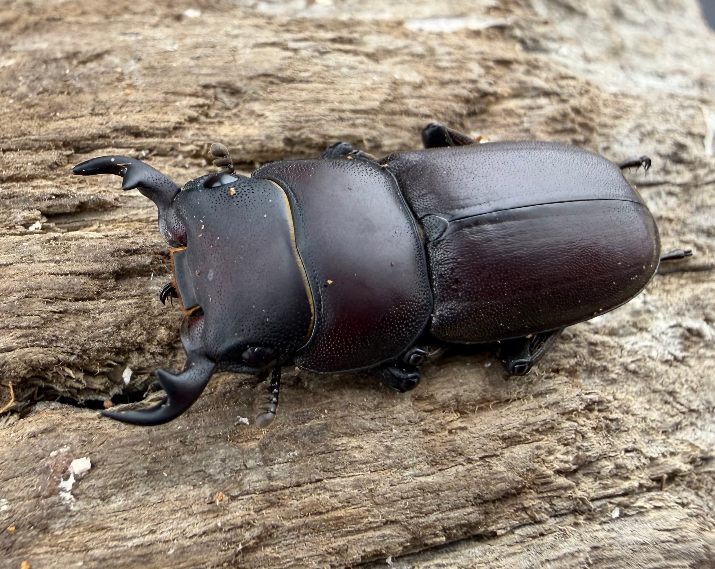 コクワガタの仲間 | KPW公式オンラインショップ