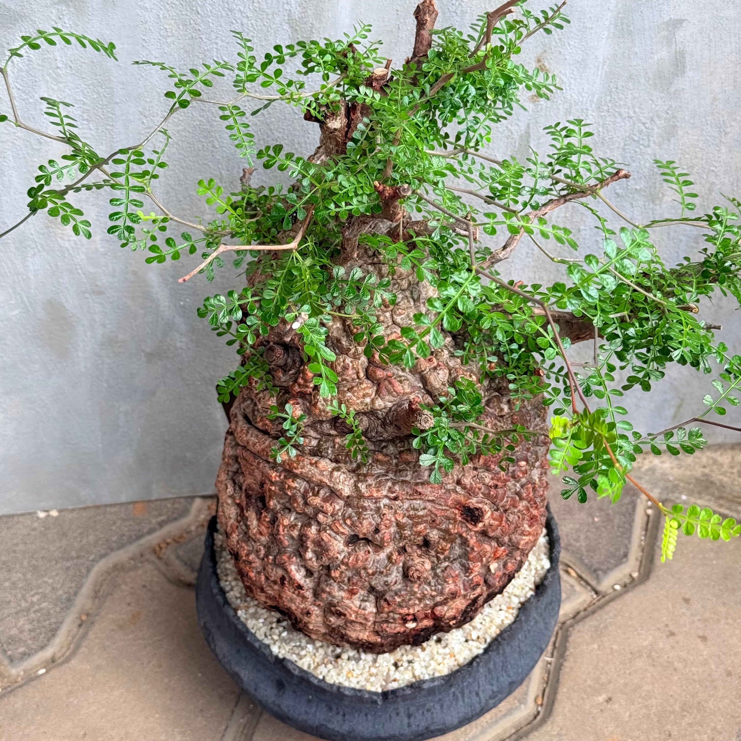送料無料！【植物×鉢】オペルクリカリア パキプス 発根済み現地株