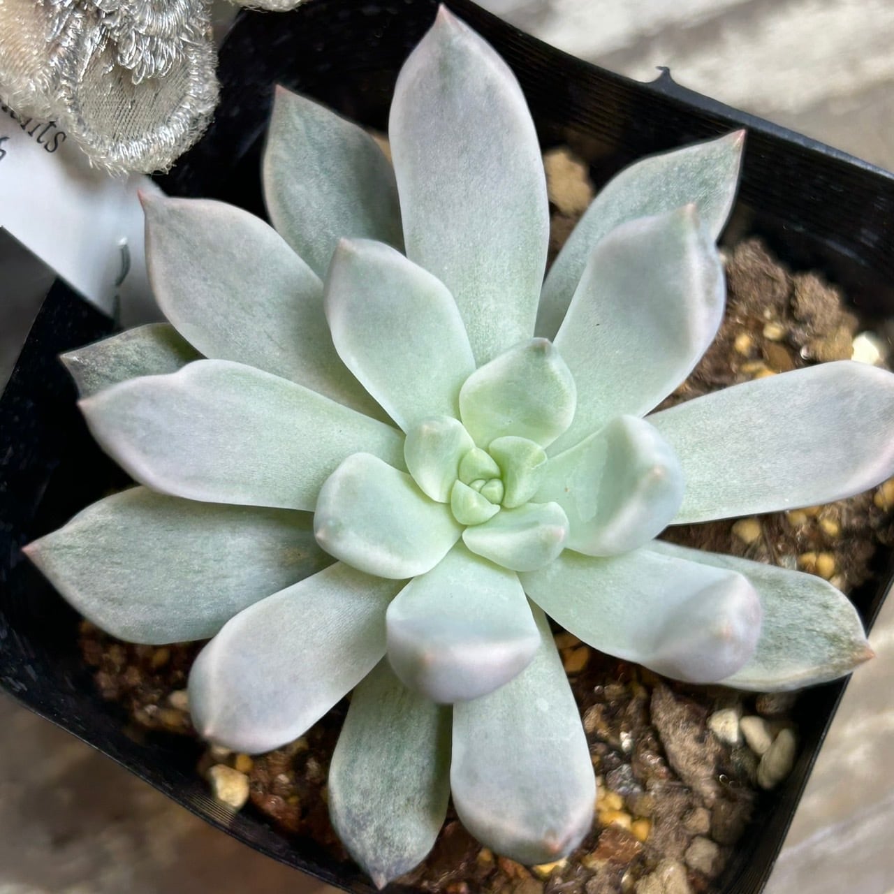 紅夕月錦 | RuPo 多肉植物専門店