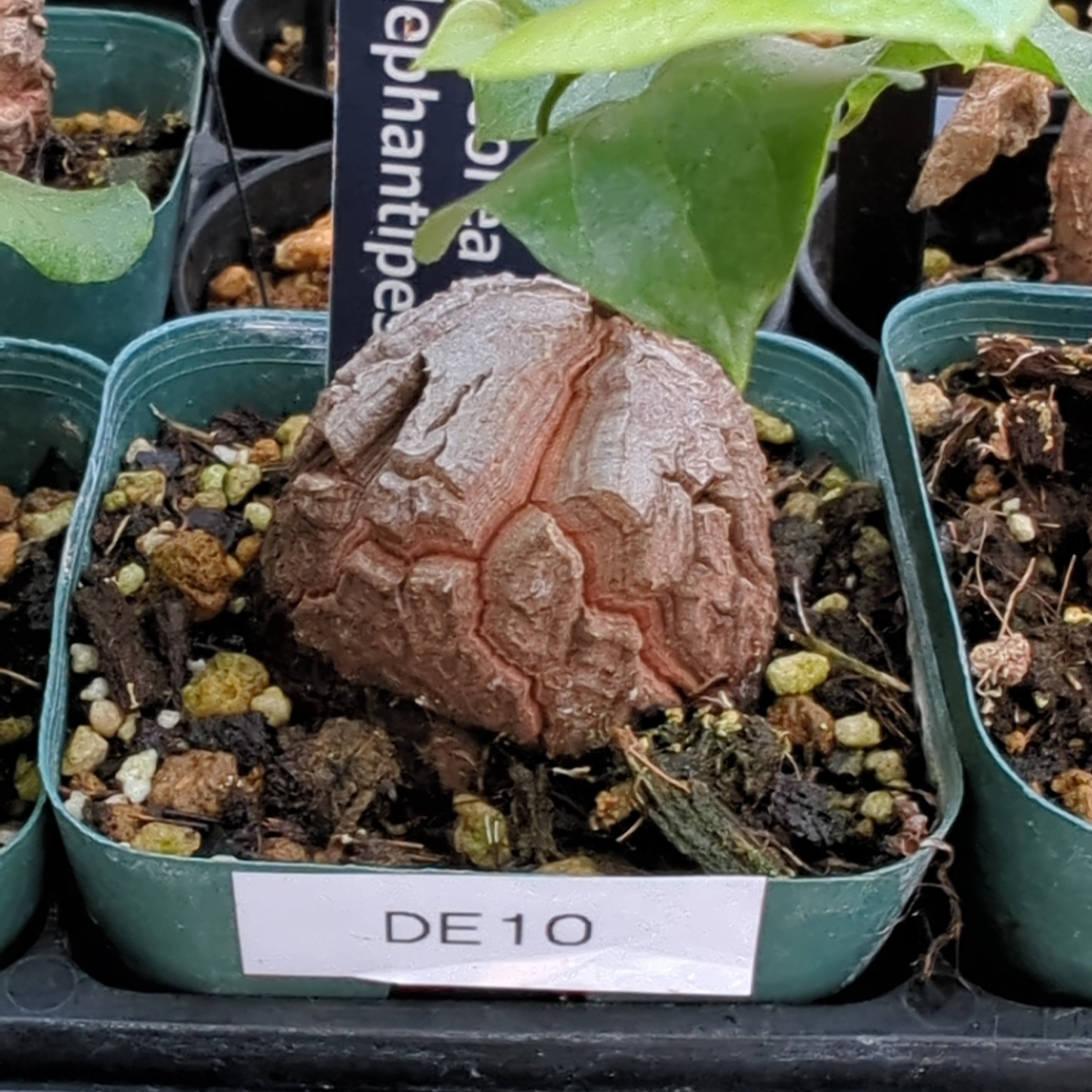 亀甲竜 ディオスコレア・エレファンティペス 特選品 | BRIDGE GARDEN