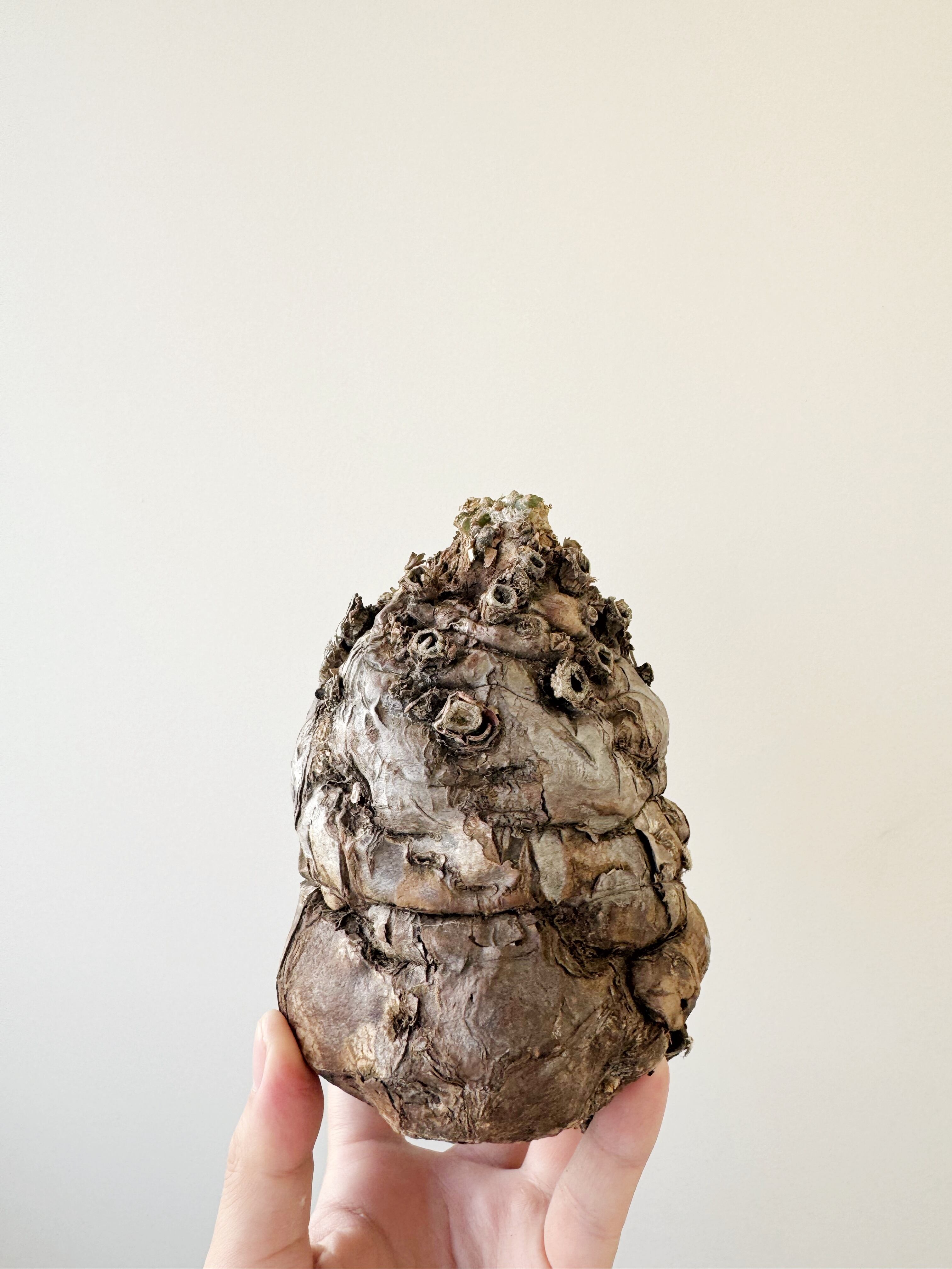 【新着】Euphorbia mlanjeana【手乗りのちょうど良いサイズ感・現地発根株】 ユーフォルビア ムランジーナ