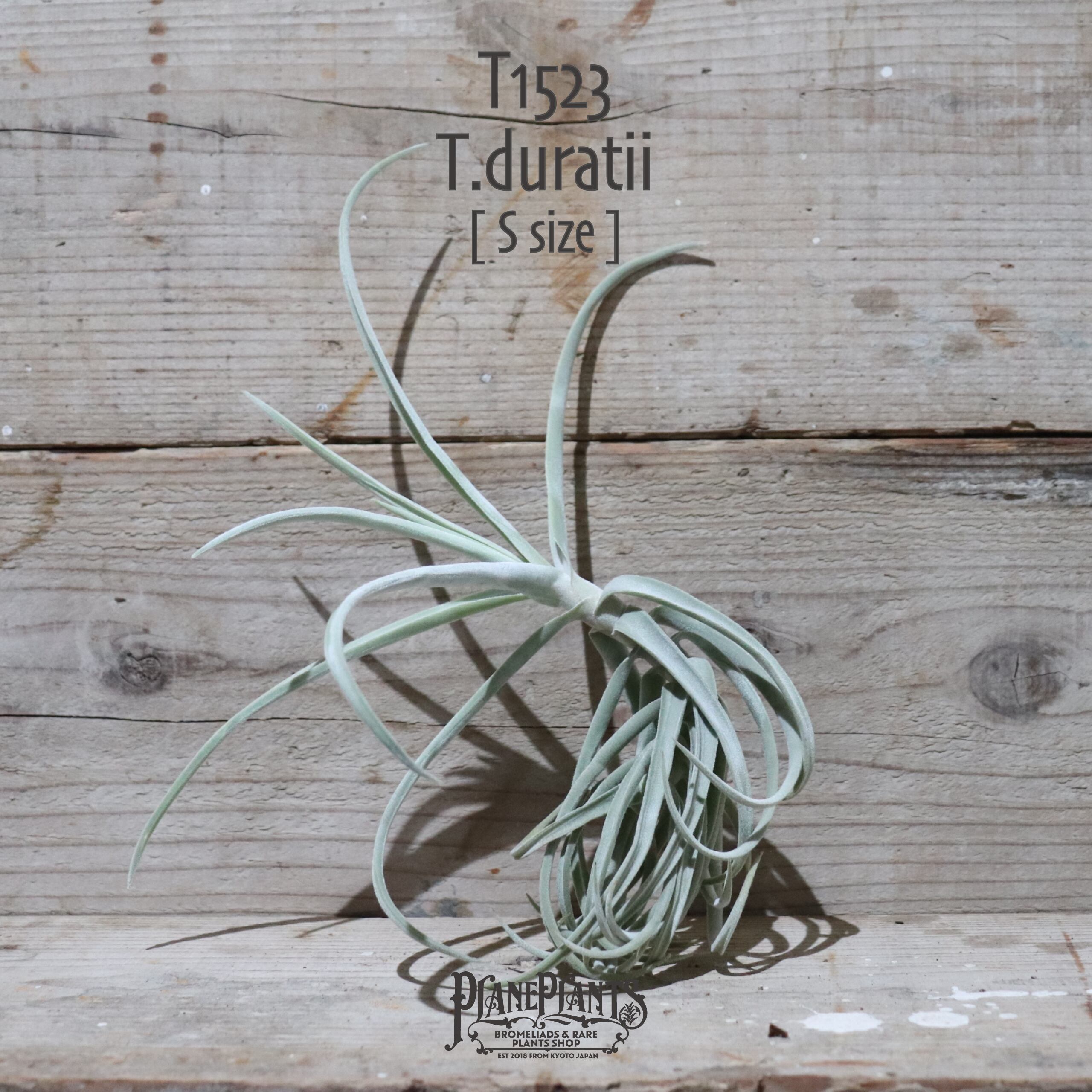 【送料無料】ドゥラティ S〔エアプランツ〕現品発送T1523