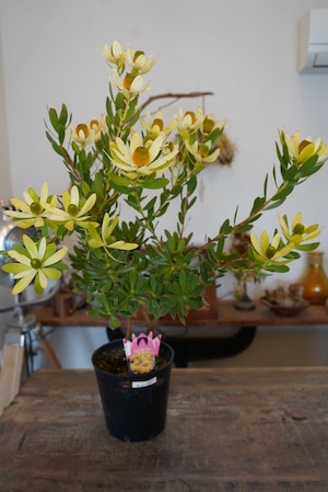 リューカデンドロン　サマーサン②