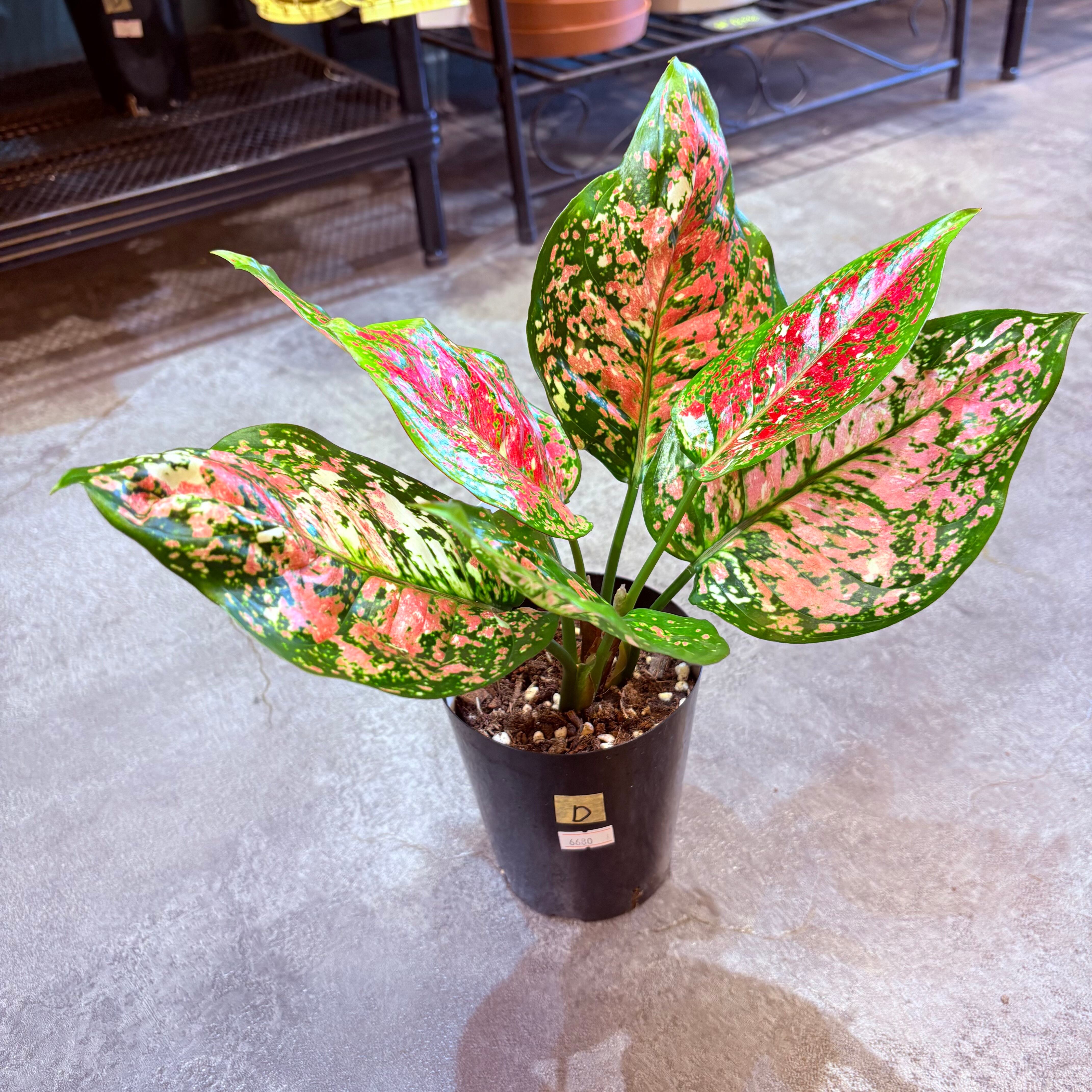 アグラオネマ アンヤマニートリカラー 3.5号 D | Green Vibes 宇都宮市