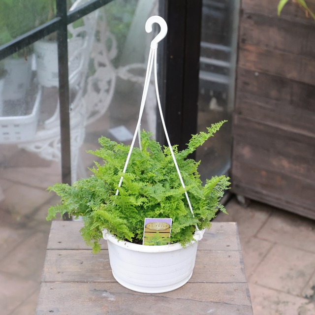 [希少]スコッチ シダ 5号 スコッチモス シダ植物 観葉植物 人気 初心者 苔 熱帯アメリカ スコッチタマシダ 【公式】シャン・ド