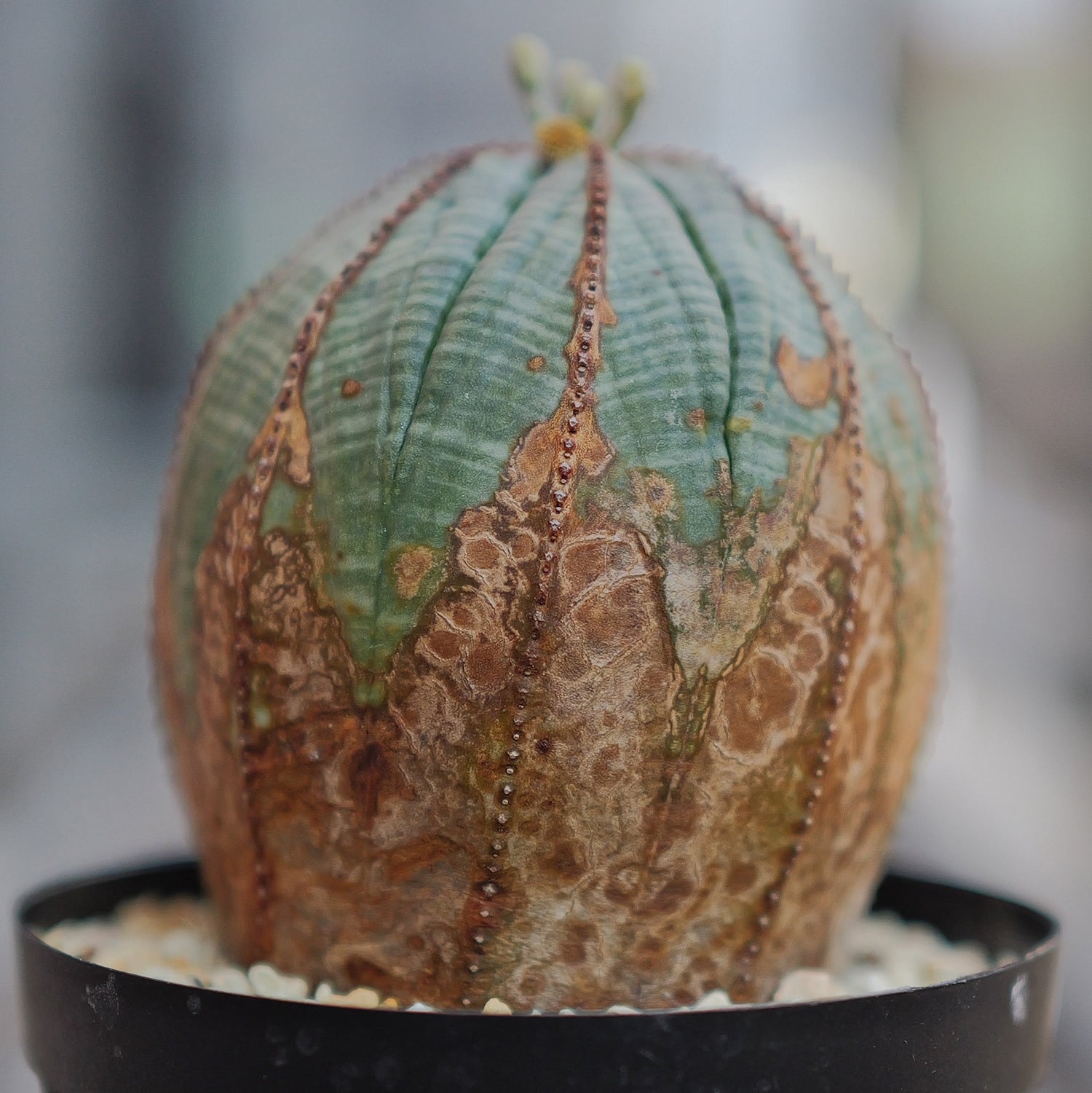 雄株 (オス株) オベサ | LIGHTHOUSE.PLANTS - 海外実生株の