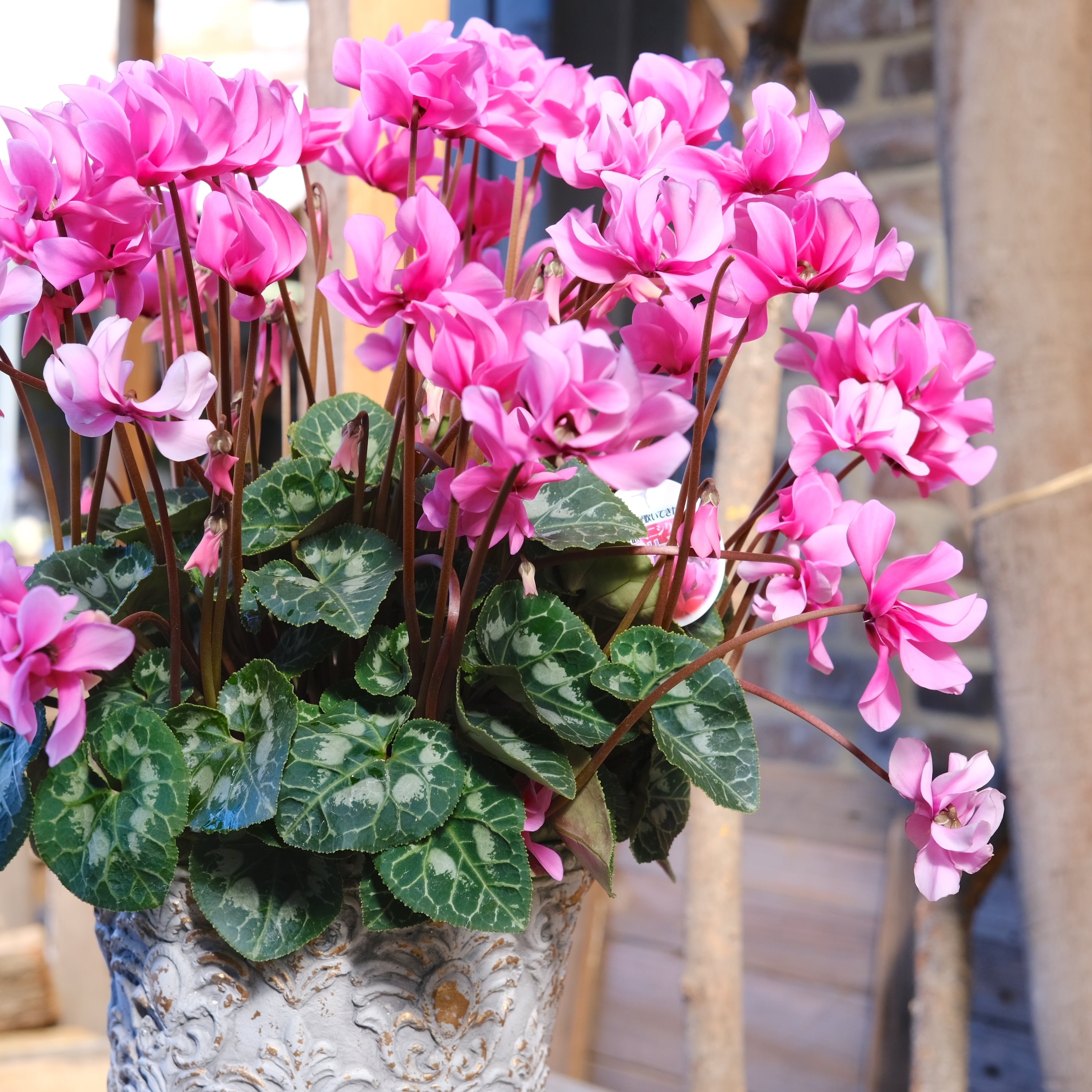 八重咲ミニシクラメン 斑入り チモピンク　①　＊同梱推奨商品 No, 15】ミニシクラメン チモシリーズ 八重《 枝垂れざき 》鉢なし