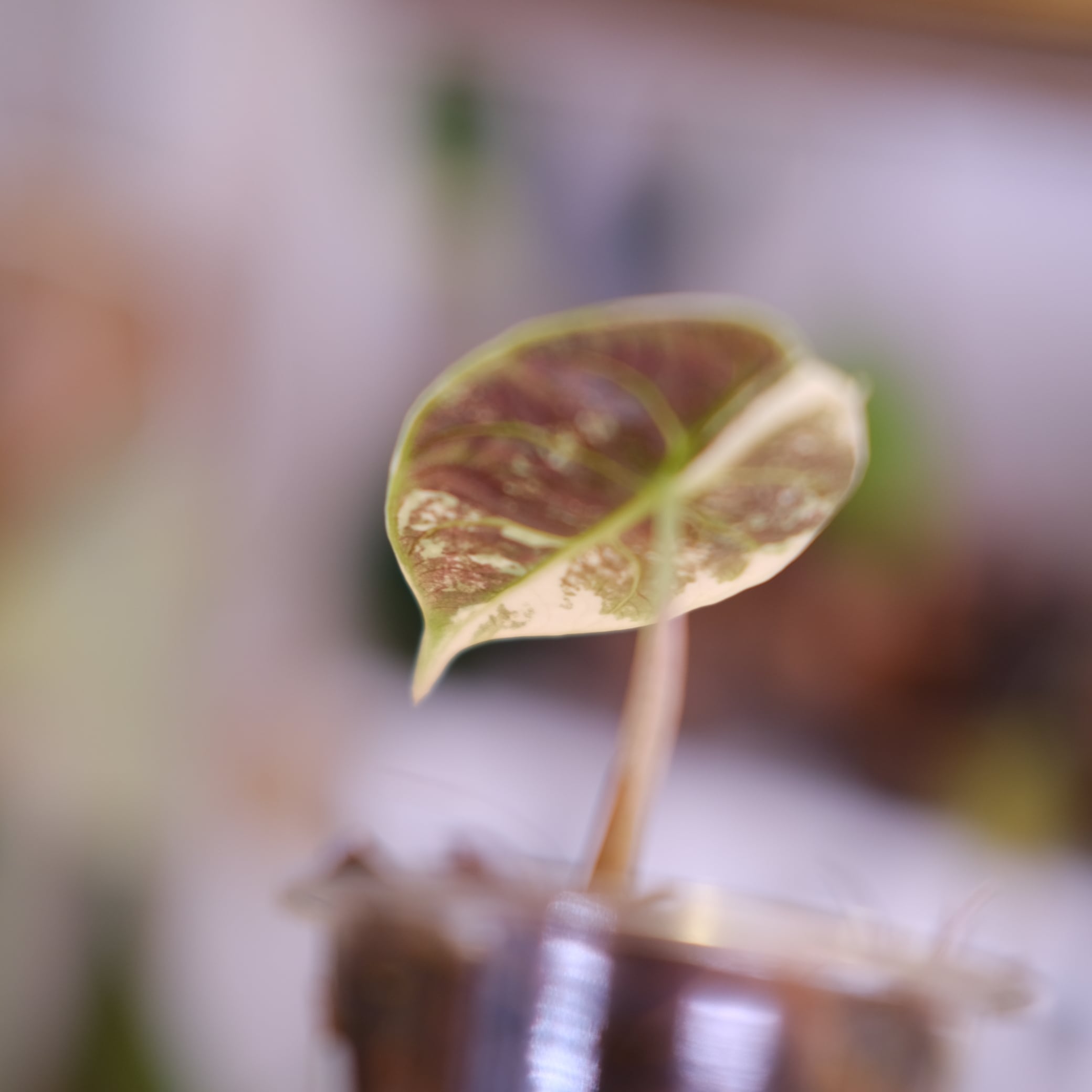 アロカシア アズラニー ピンク アルボ②│Alocasia azlanii pink albo
