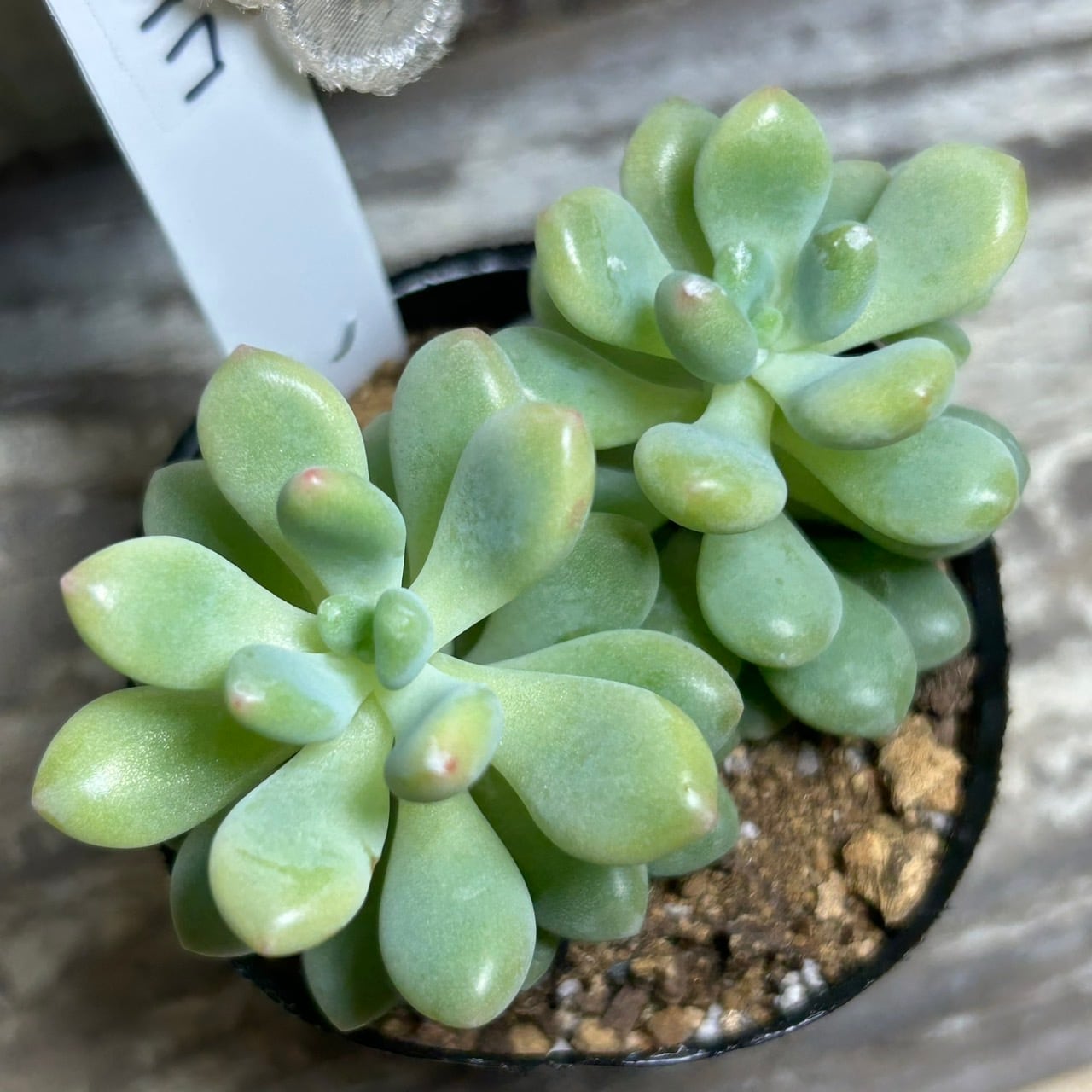 茨城県A様ご注文 ロココ | RuPo 多肉植物専門店