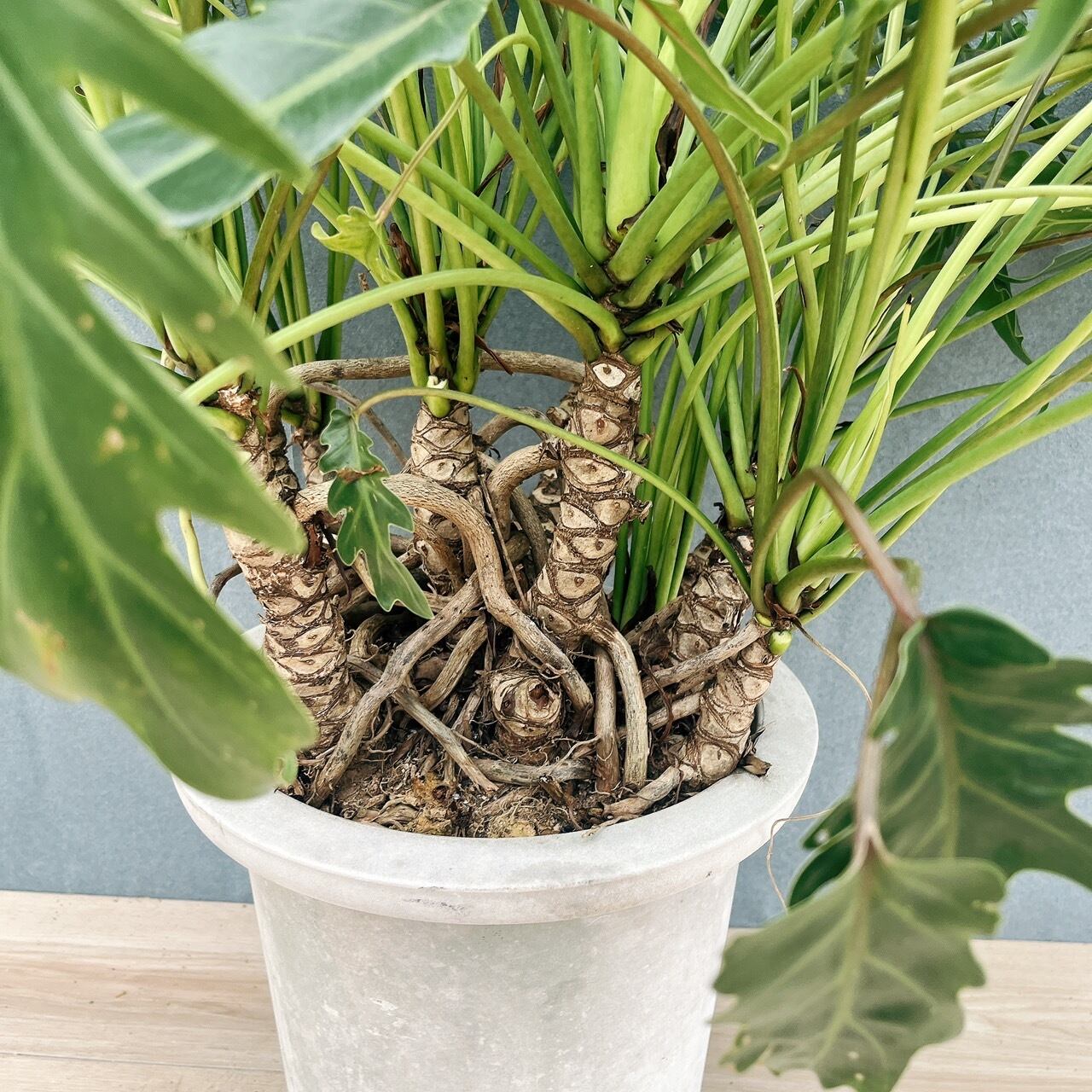 現品］2番 フィロデンドロン クッカバラ 幹上がり 9号 観葉植物 室内