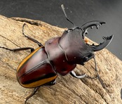 【WD】《スチーブンスツヤ亜種duivenbodei 61.5mm ペア》