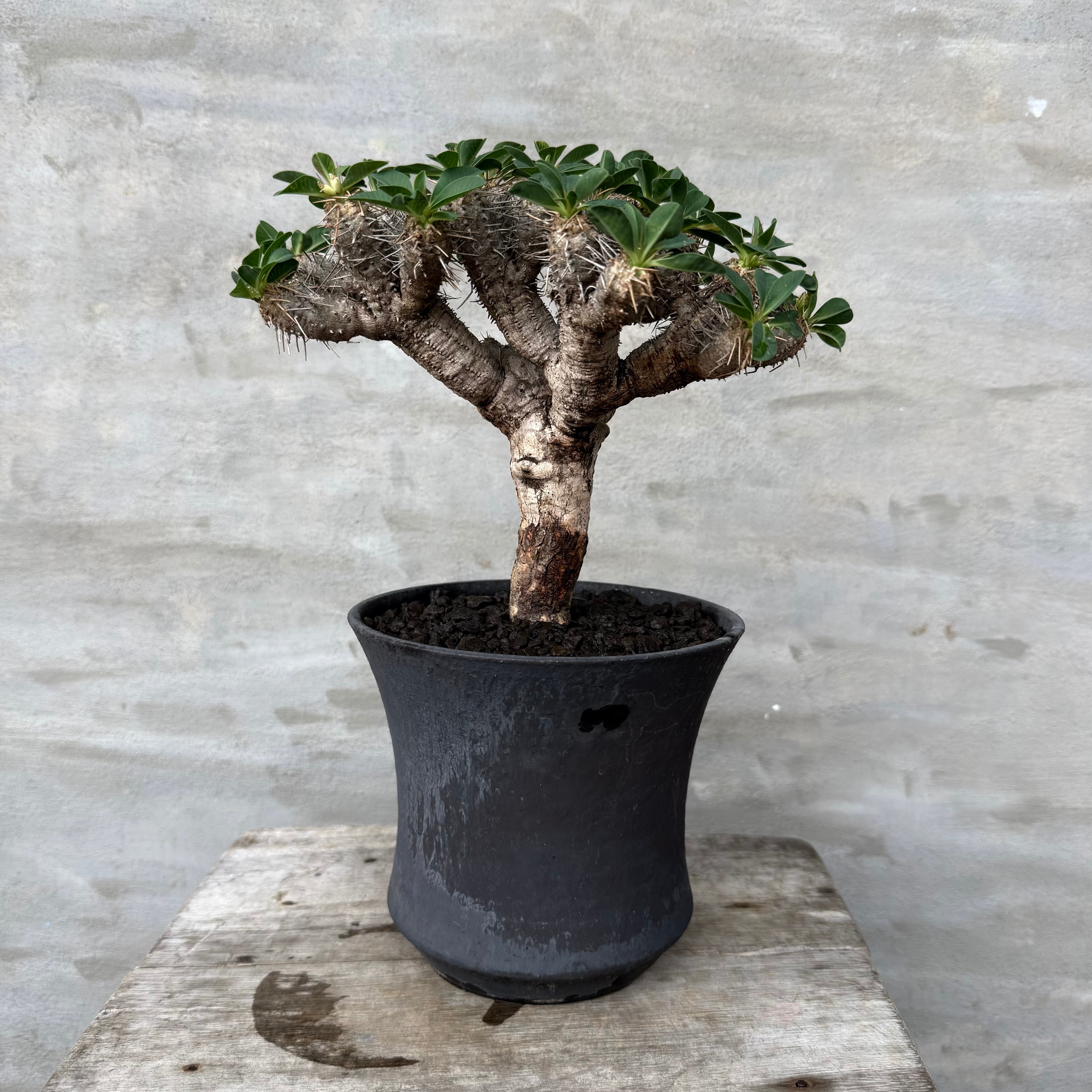 植物 | A-PLANTS