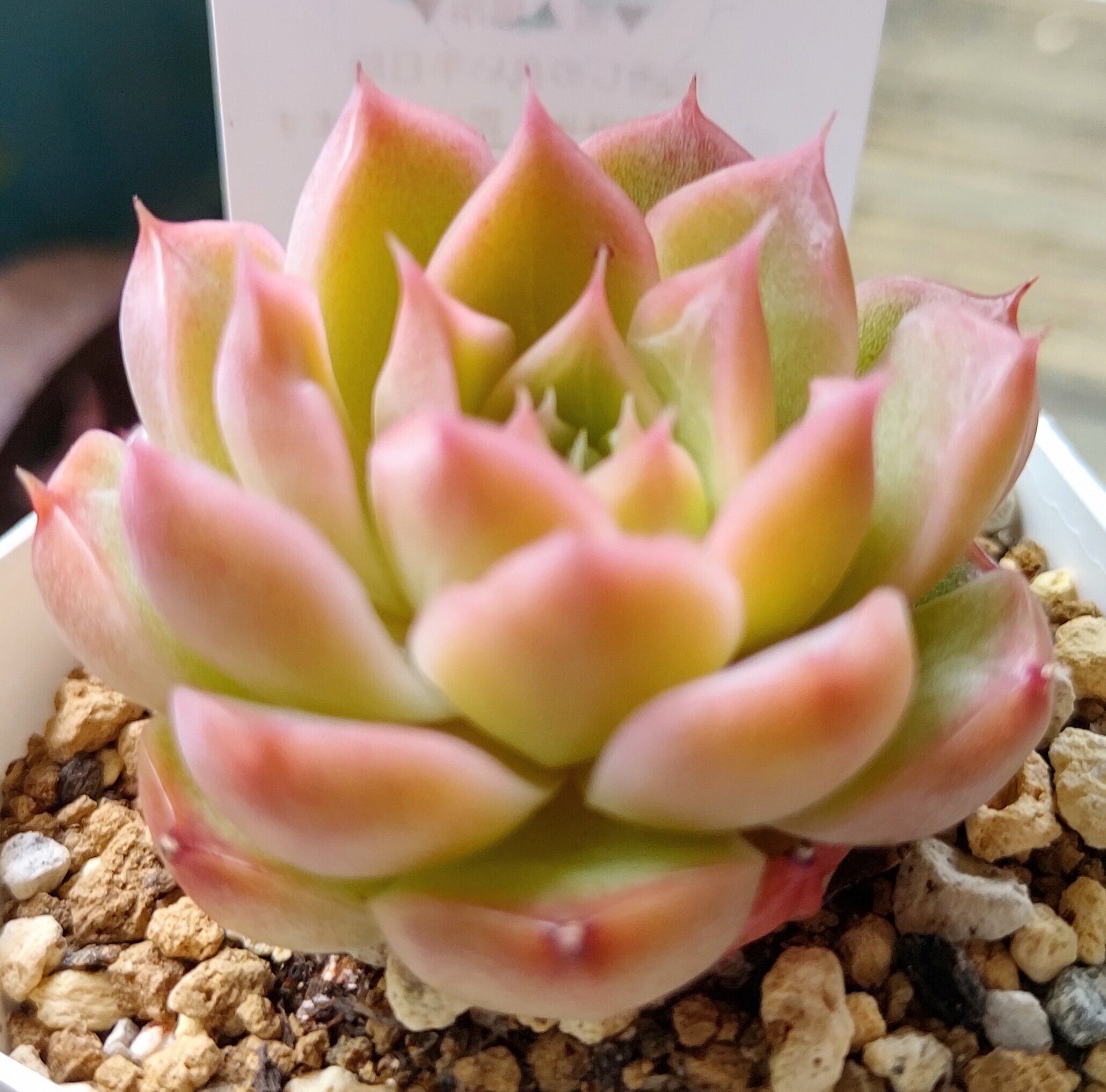 シーシェル | RuPo 多肉植物専門店