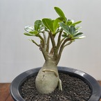 Adenium obesum【アデニウム・オベスム】
