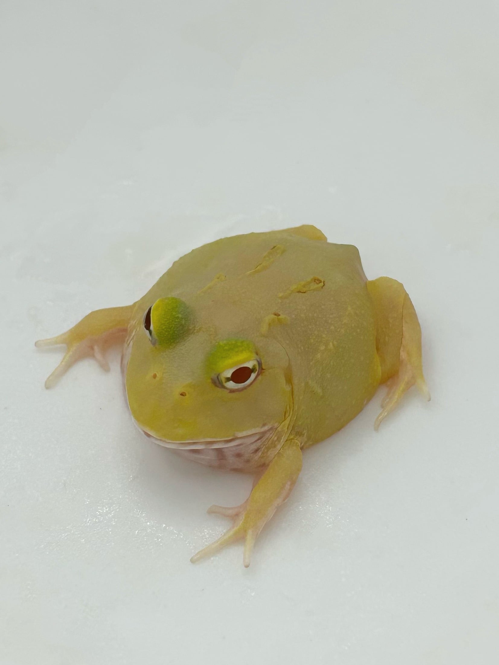 クランウェルツノガエル ピカチュウ① 1匹 | まるころ商店〜まるくて