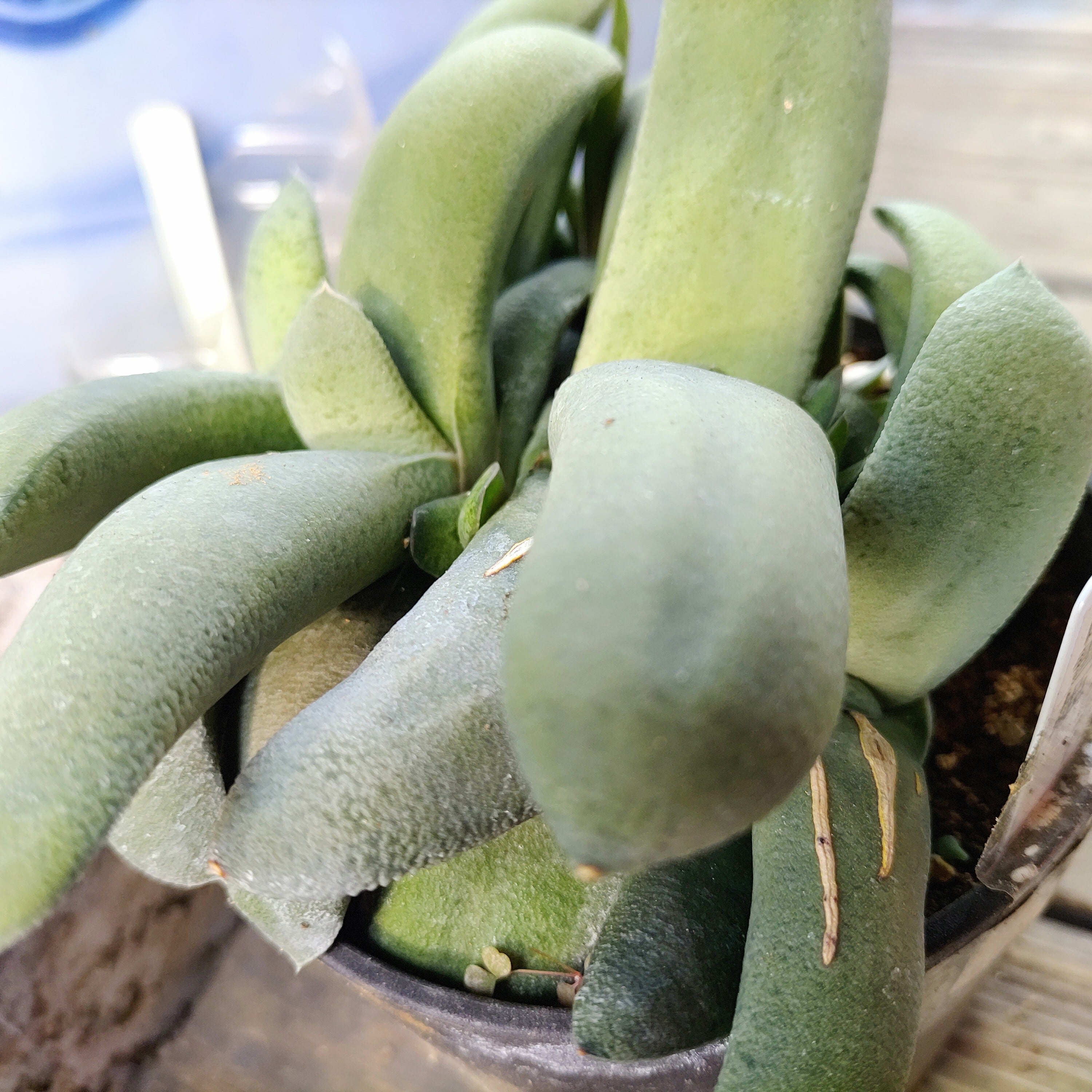 T）白雪姫（ガステリア） | RuPo 多肉植物専門店