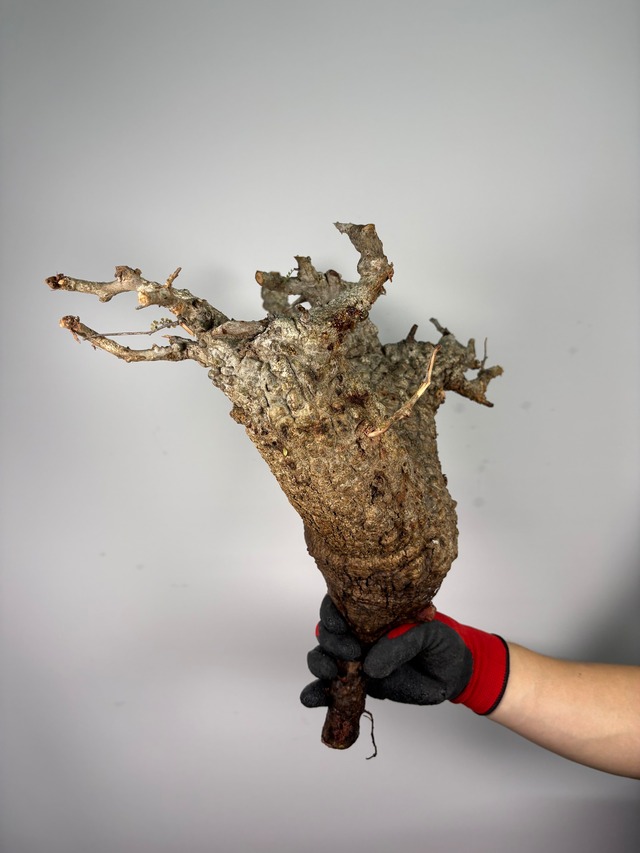 F168 現地発根株 オペルクリカリア パキプス 6/15 入荷 Operculicarya pachypus 塊根植物 現地球