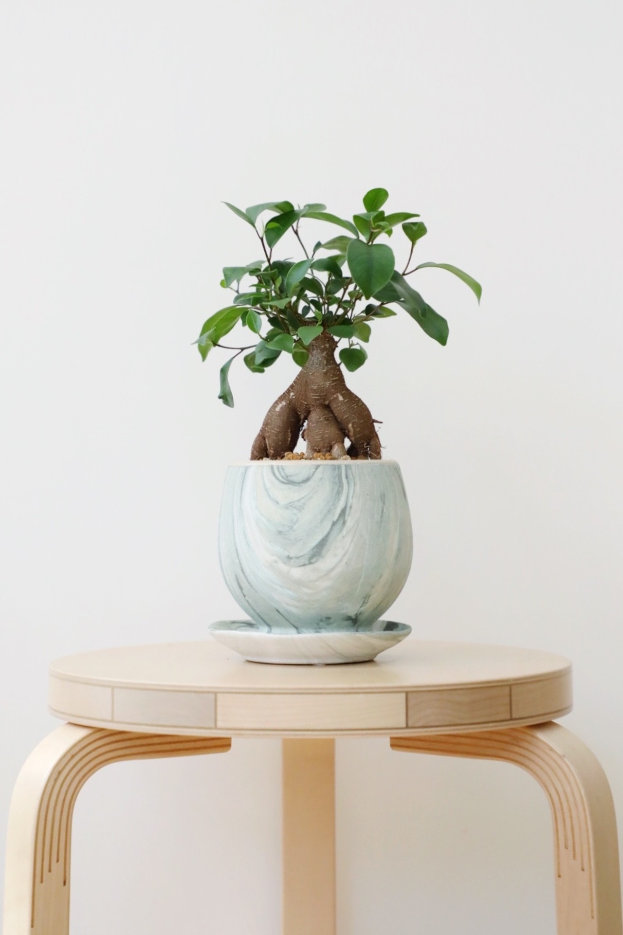 【S】ガジュマル/Ficus microcarpa