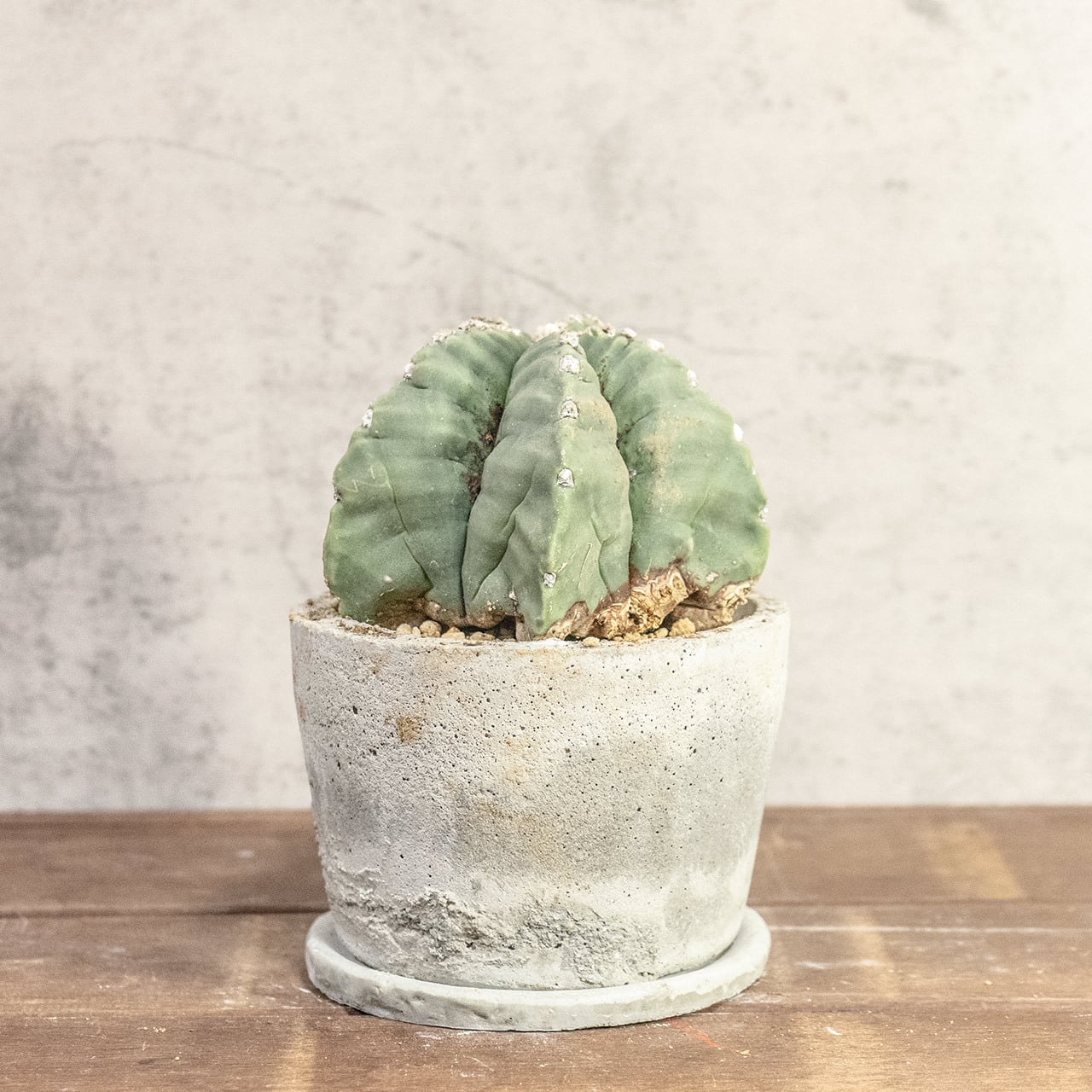 【幾何学的な五角形が美しい】碧瑠璃鸞鳳玉（ヘキラン）。無骨でインダストリアルな手づくりモルタル鉢とセット。一株ごとの厳選仕入れで安心。｜虫発生抑制｜送料全国一律850円