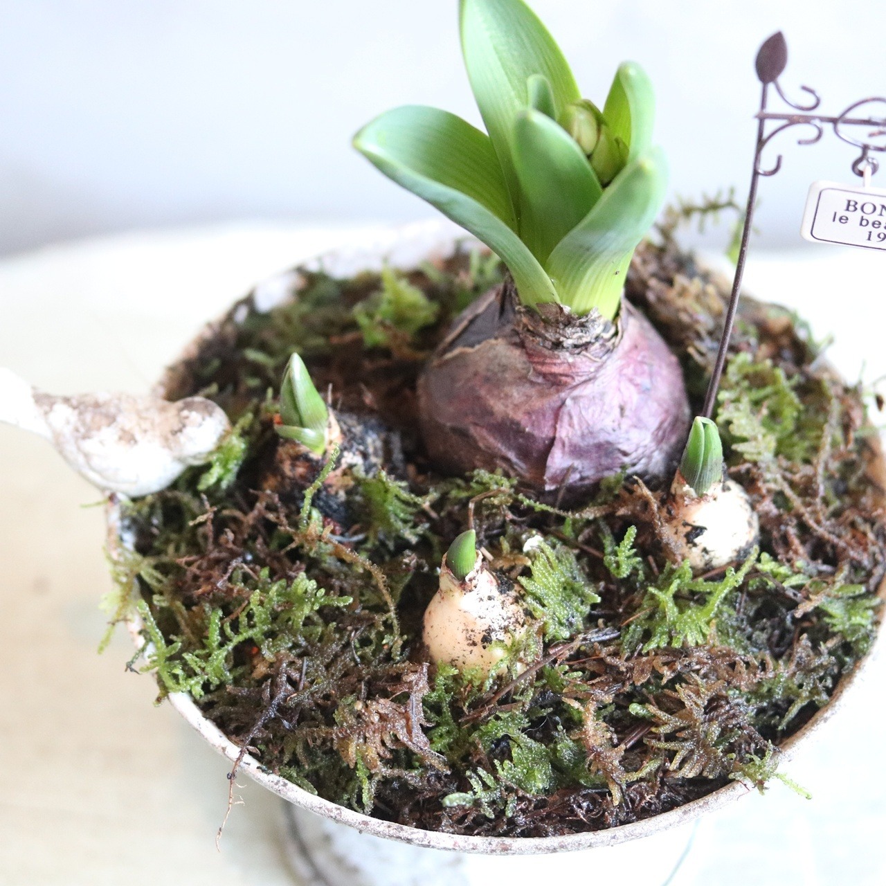 カップに球根のガーデン　届いてすぐ玄関に飾れる 　プレゼントにもオススメ　