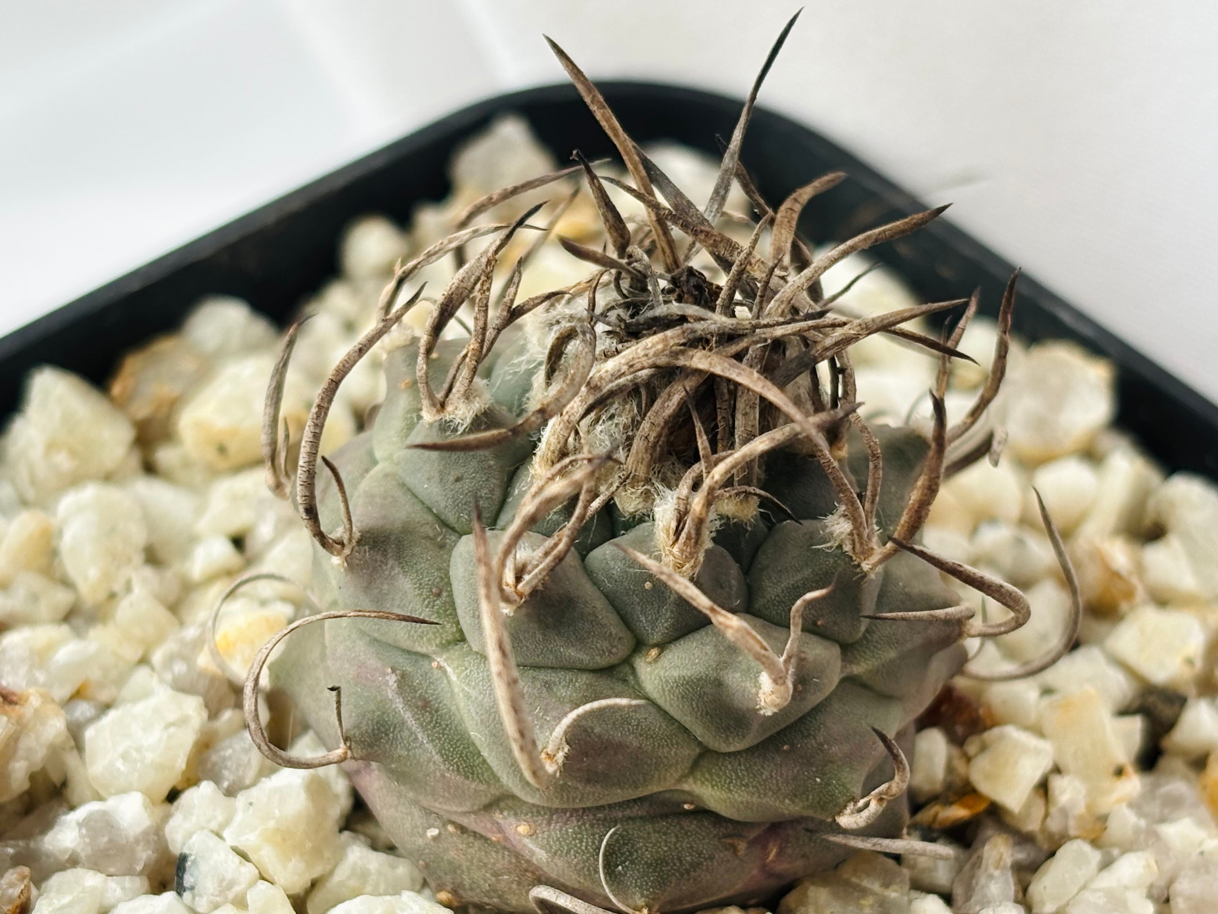 Turbinicarpus Schmiedickeanus ツルビニカルプス 昇竜丸 サボテン