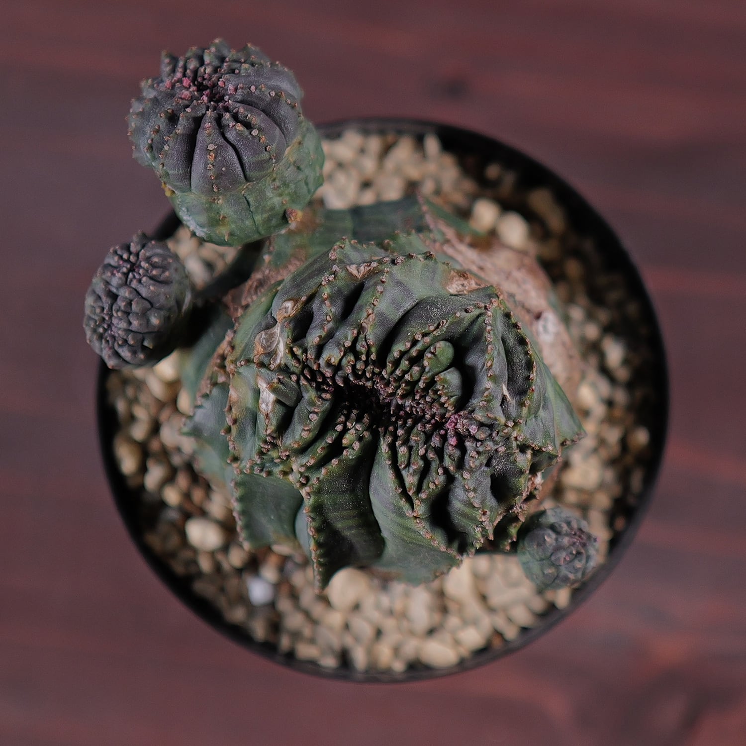 厳選株】大株 最大幅約9.8cm 仔吹き 円扇綴化 オベサ / ユーフォルビア