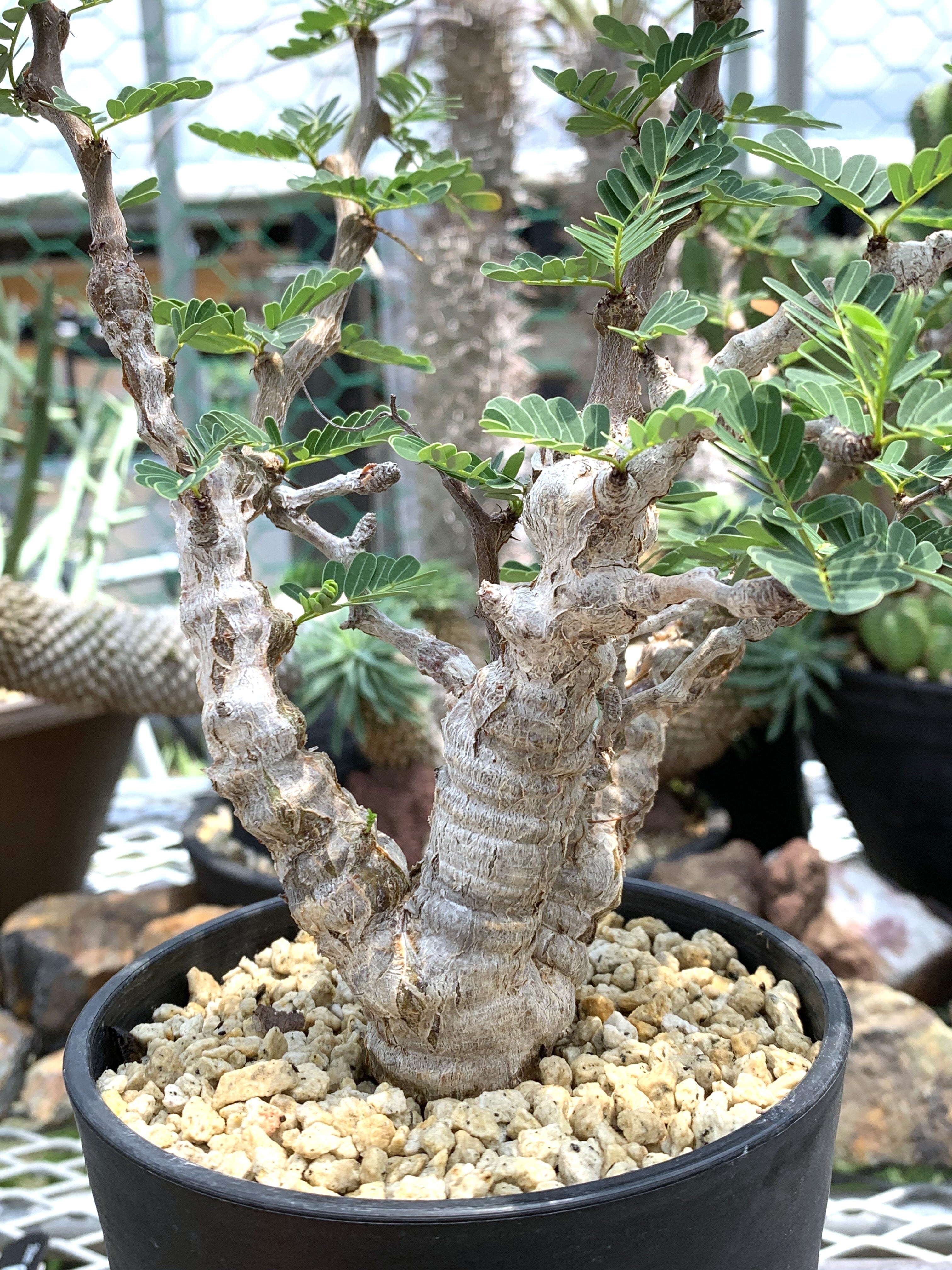 大株　センナメリディオナリス　タグ付き センナ メリディオナリス 29【送料着払い】 | CACTUS330