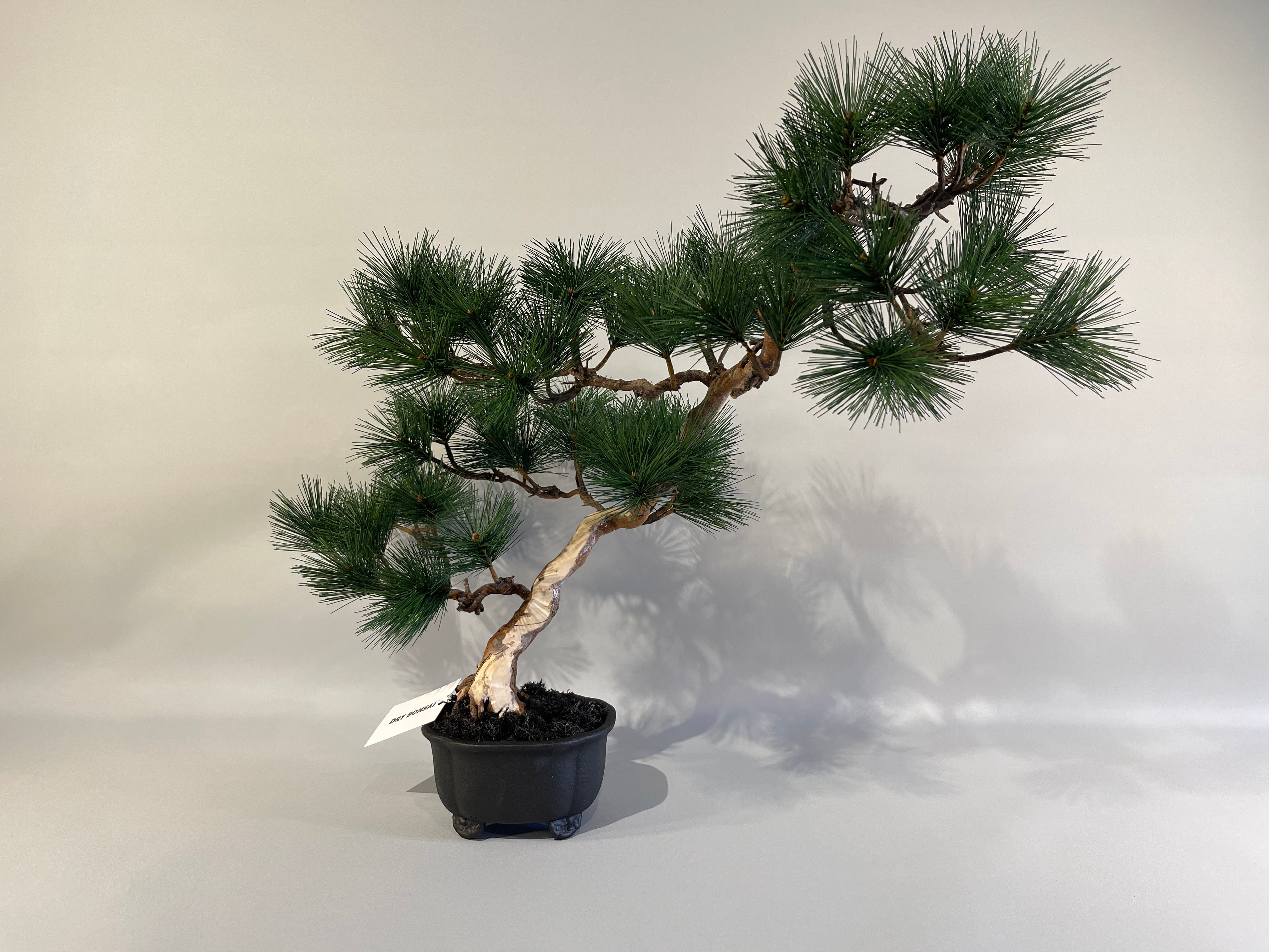 ALL ITEM | DRY BONSAI TOKYO Online store