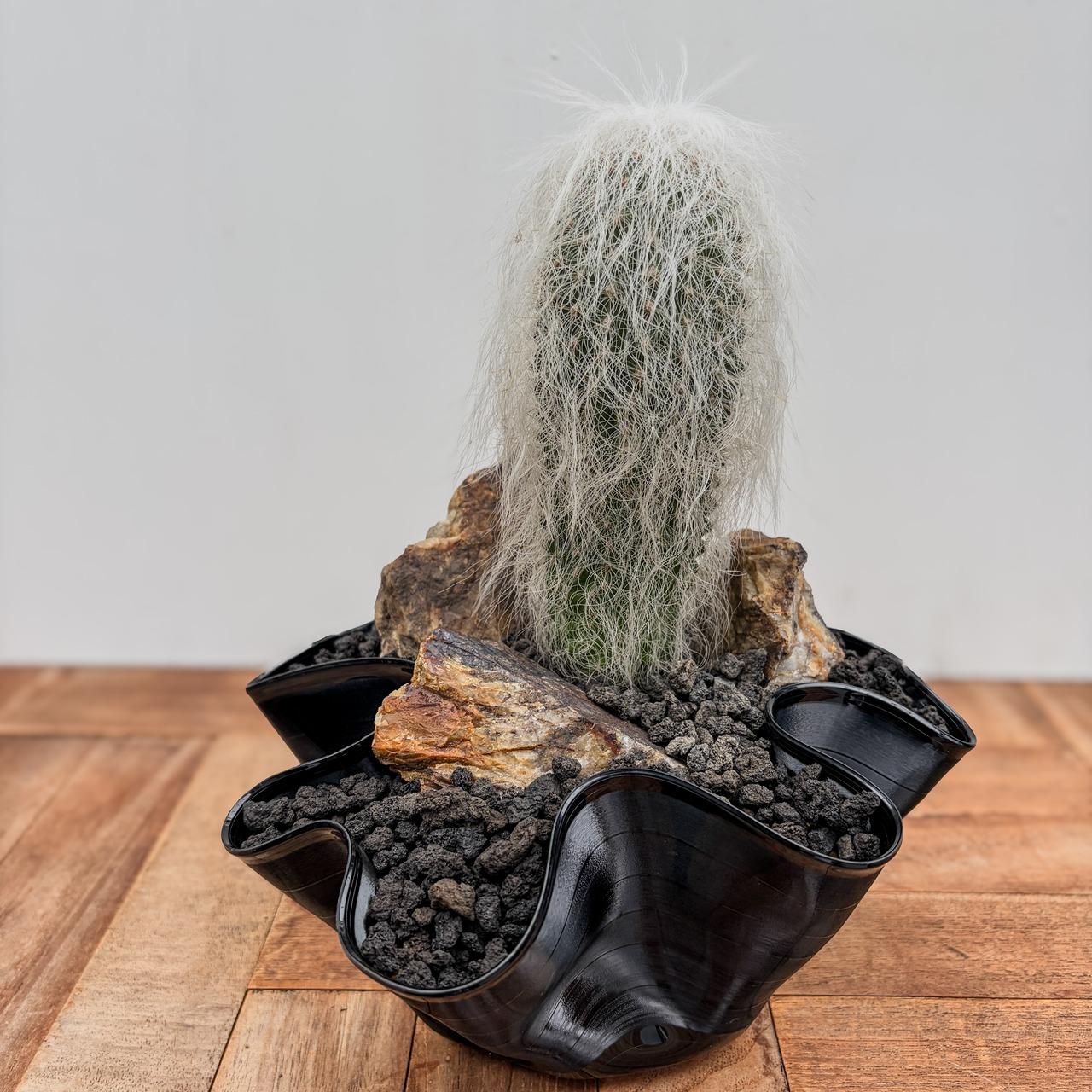 Cephalocereus senilis【ケファロケレウス・翁丸with GROOVE POT】