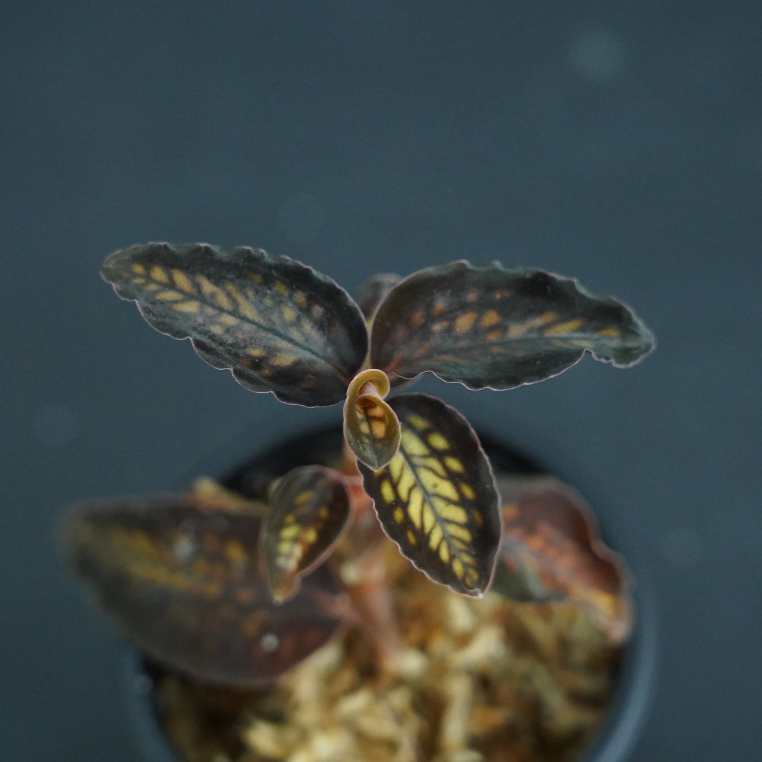 ◆現品◆シストーシス ステノグロッサ【ジュエルオーキッド宝石蘭/石崎バイオ】#590