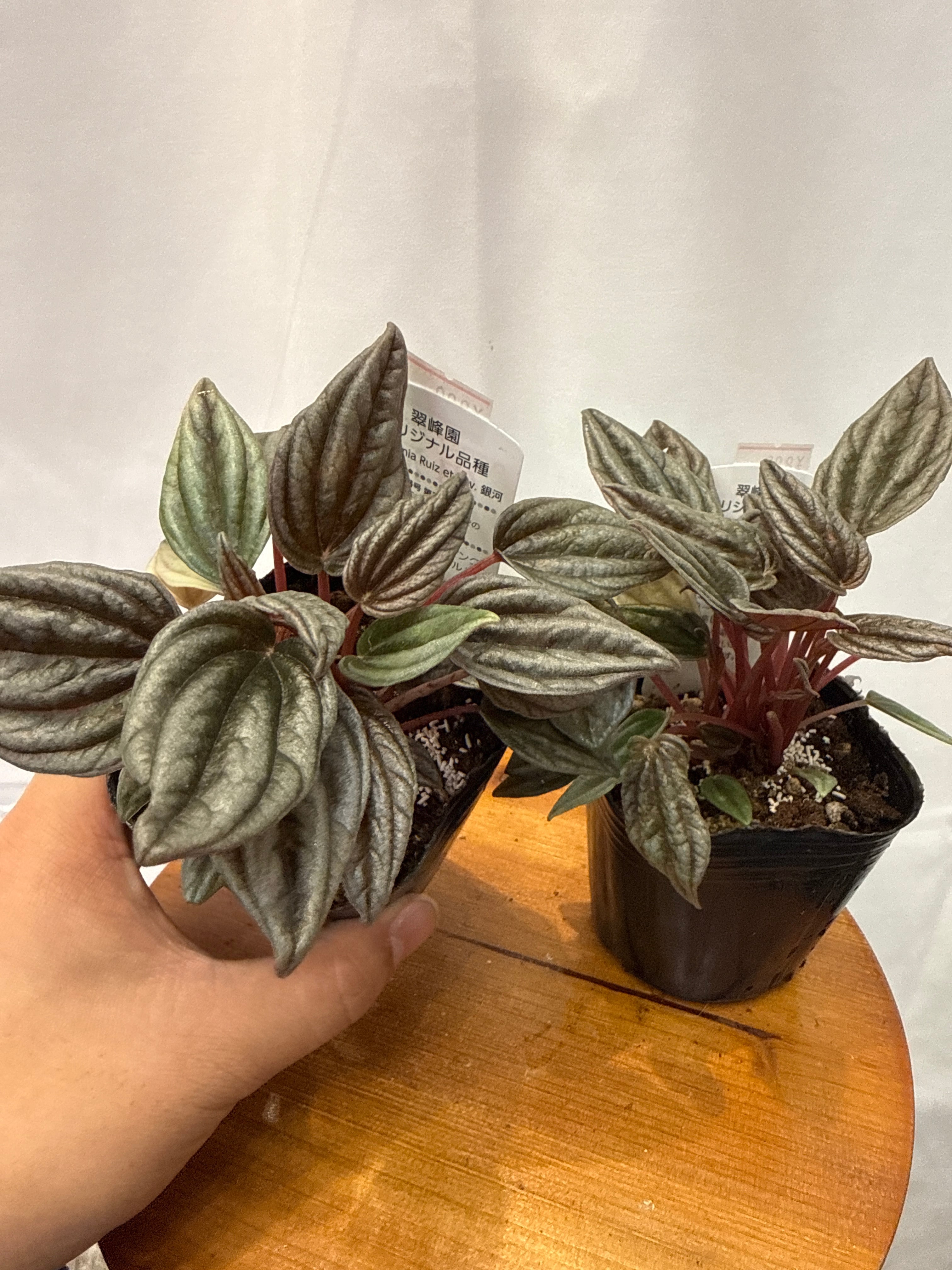 その他観葉植物 HOYA piestolepis Hoya Piestolepis /ホヤ ピエストレピス | Gardenえん 【観葉熱帯植物】