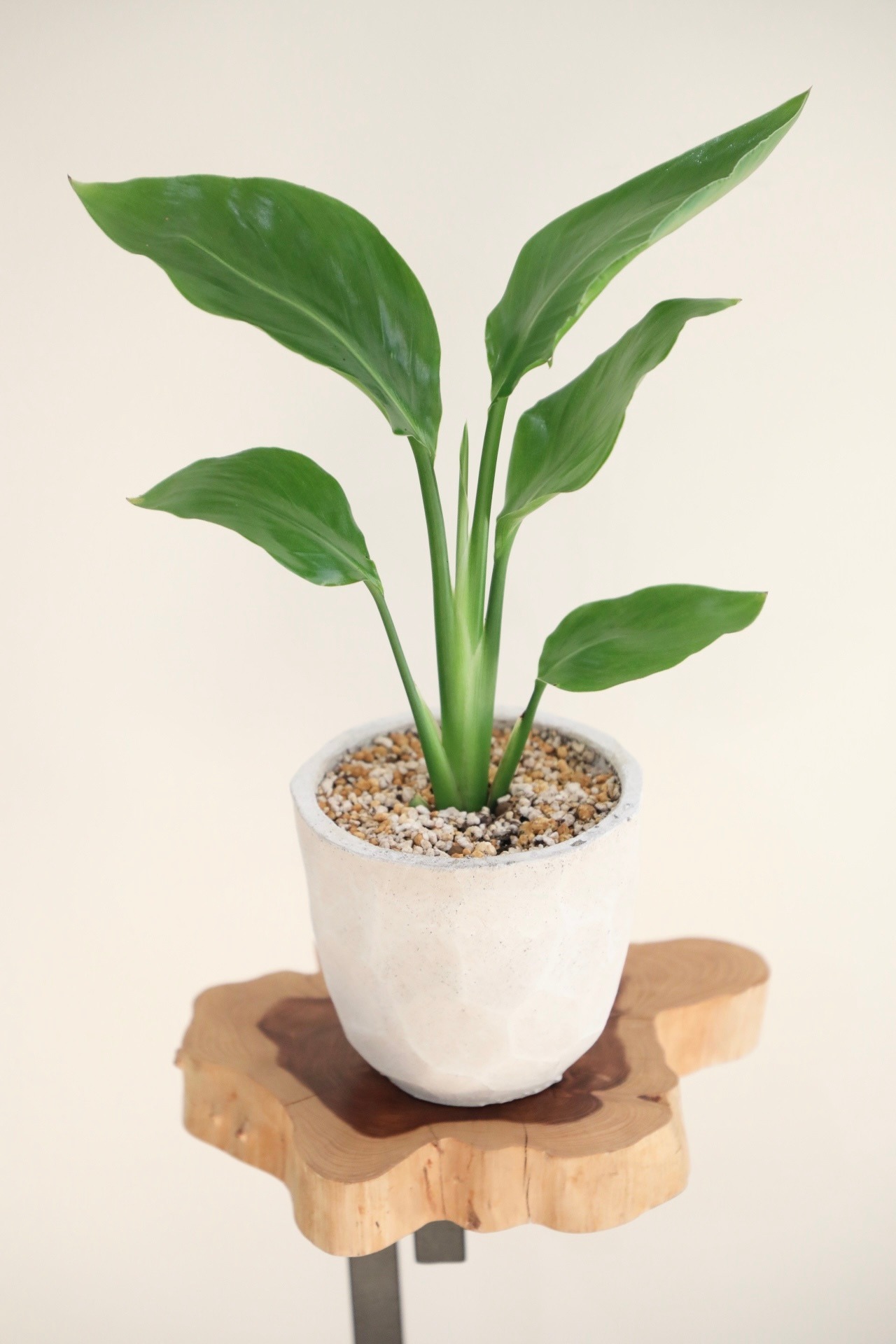 【S】オーガスタ/Strelitzia   ※陶器鉢付き