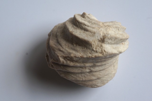 Burmirhynchia Decorata　化石 10