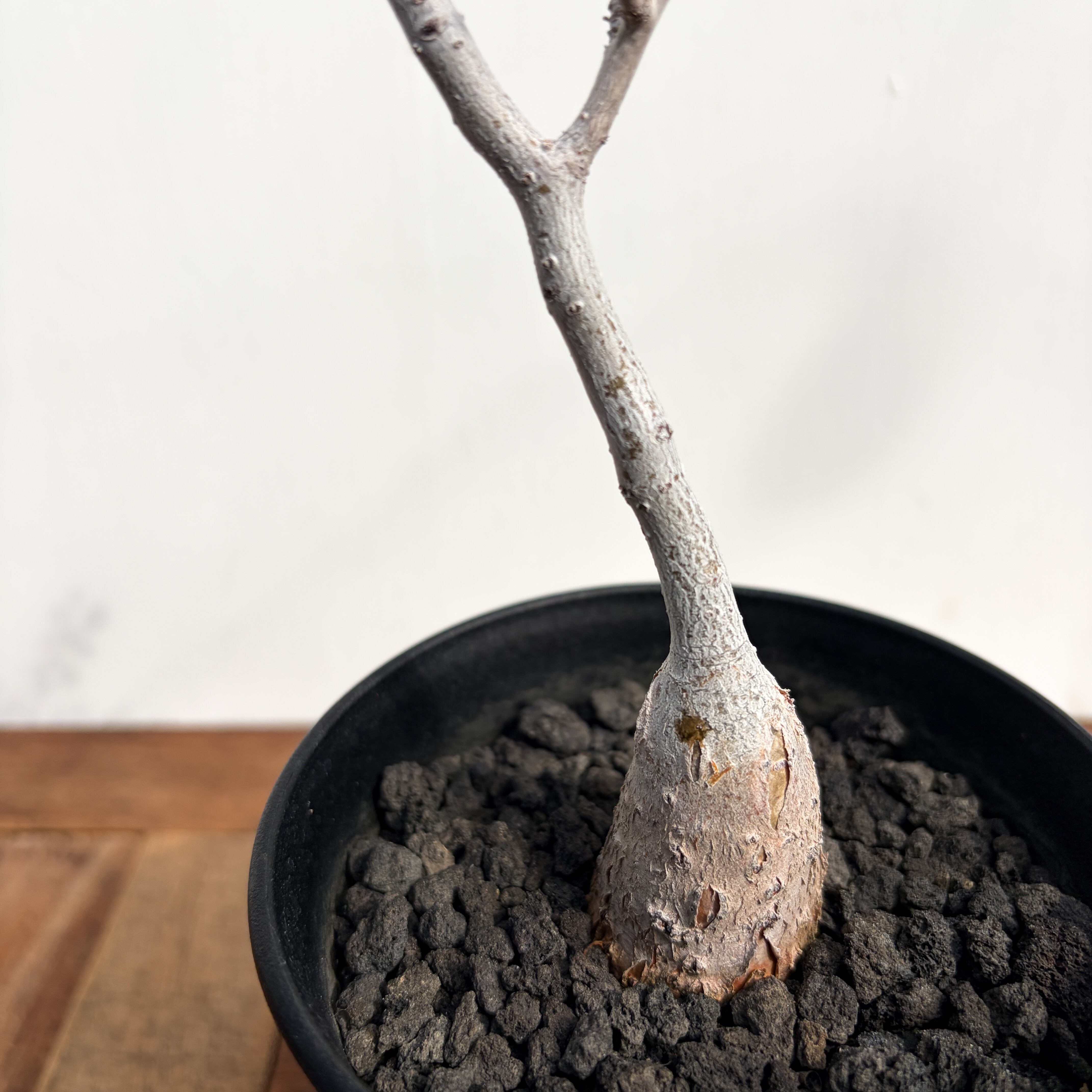 Pachycormus discolor【パキコルムス・象の木・実生】 | RIMO'S GREEN