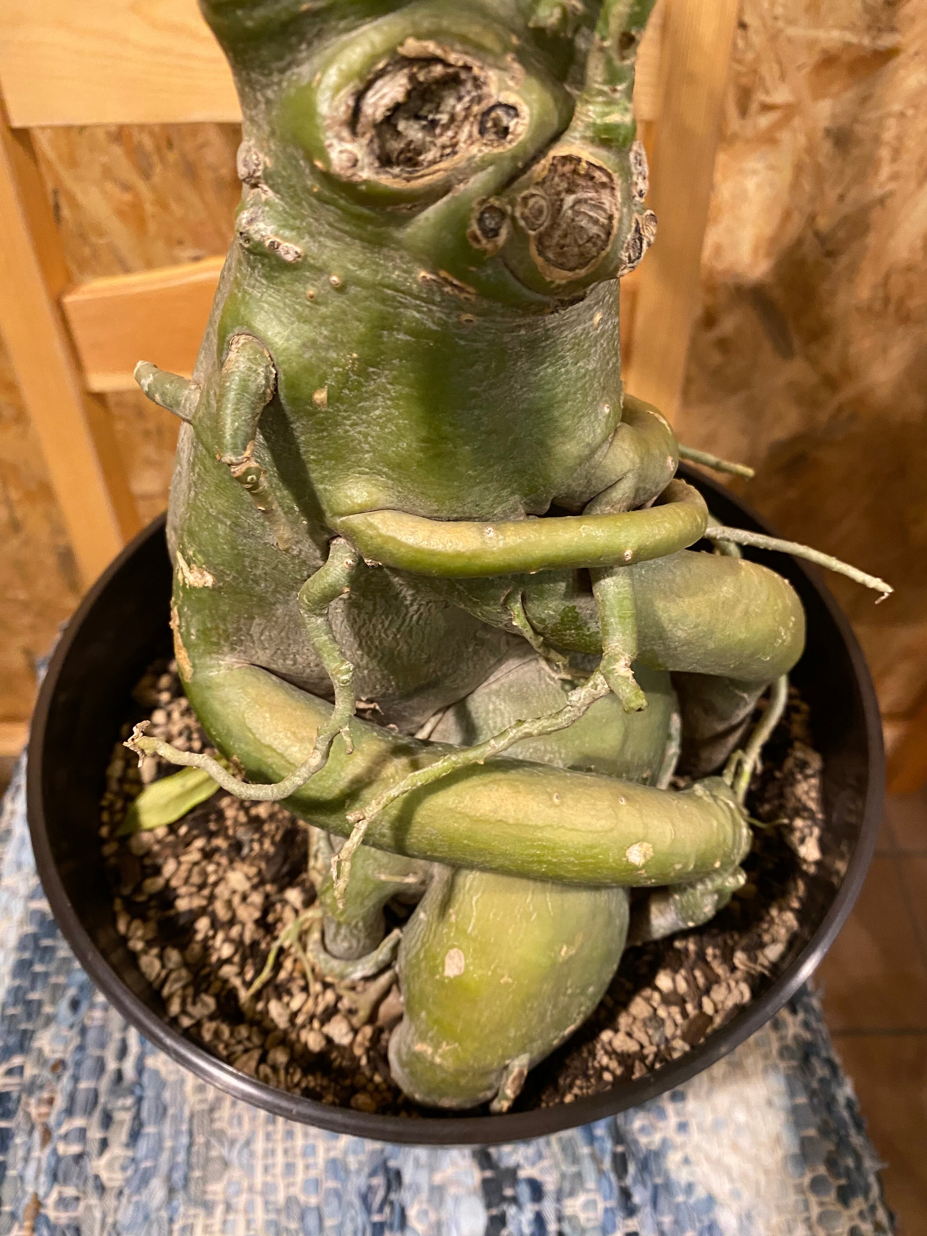 アデニウム 大型 H68cm W33cm 口径約26cm | Garden Varejo