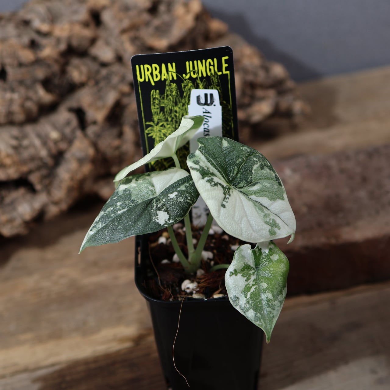 824『urban jungle アロカシア メロ アルボ バリエガータ』観葉植物