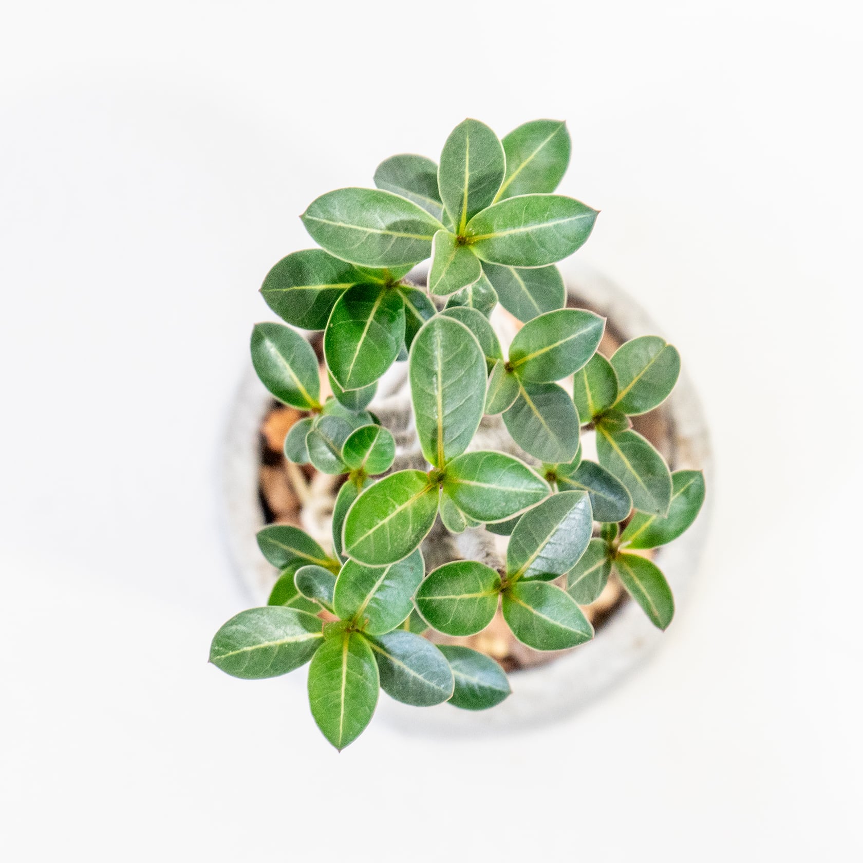 ≪ 多肉植物 ≫ふっくらフォルムで心なごむアデニウムの鉢植え｜シンプルでお部屋を選ばない手作りモルタル鉢