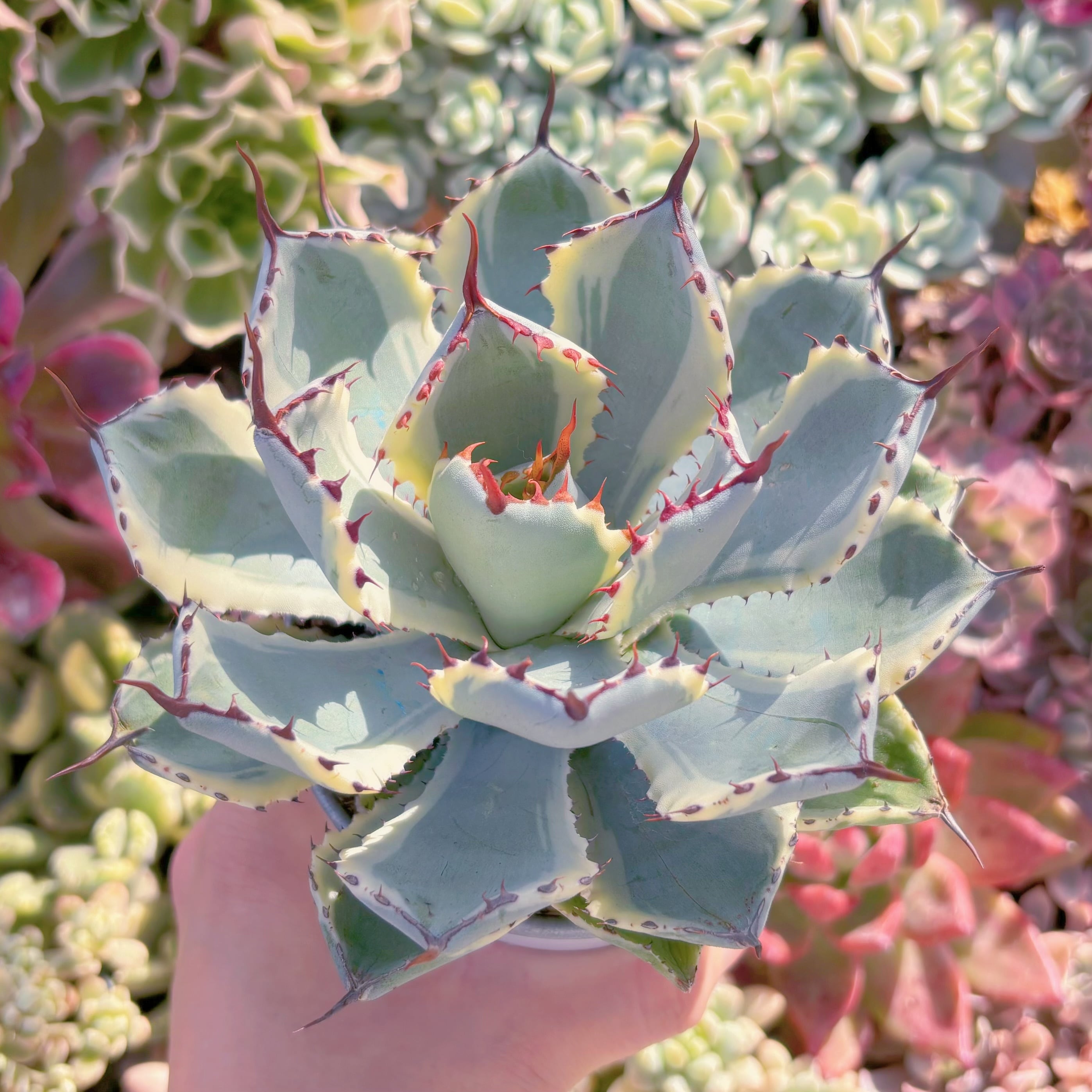 多肉植物　吉祥冠錦　大苗　新入荷　るる農園