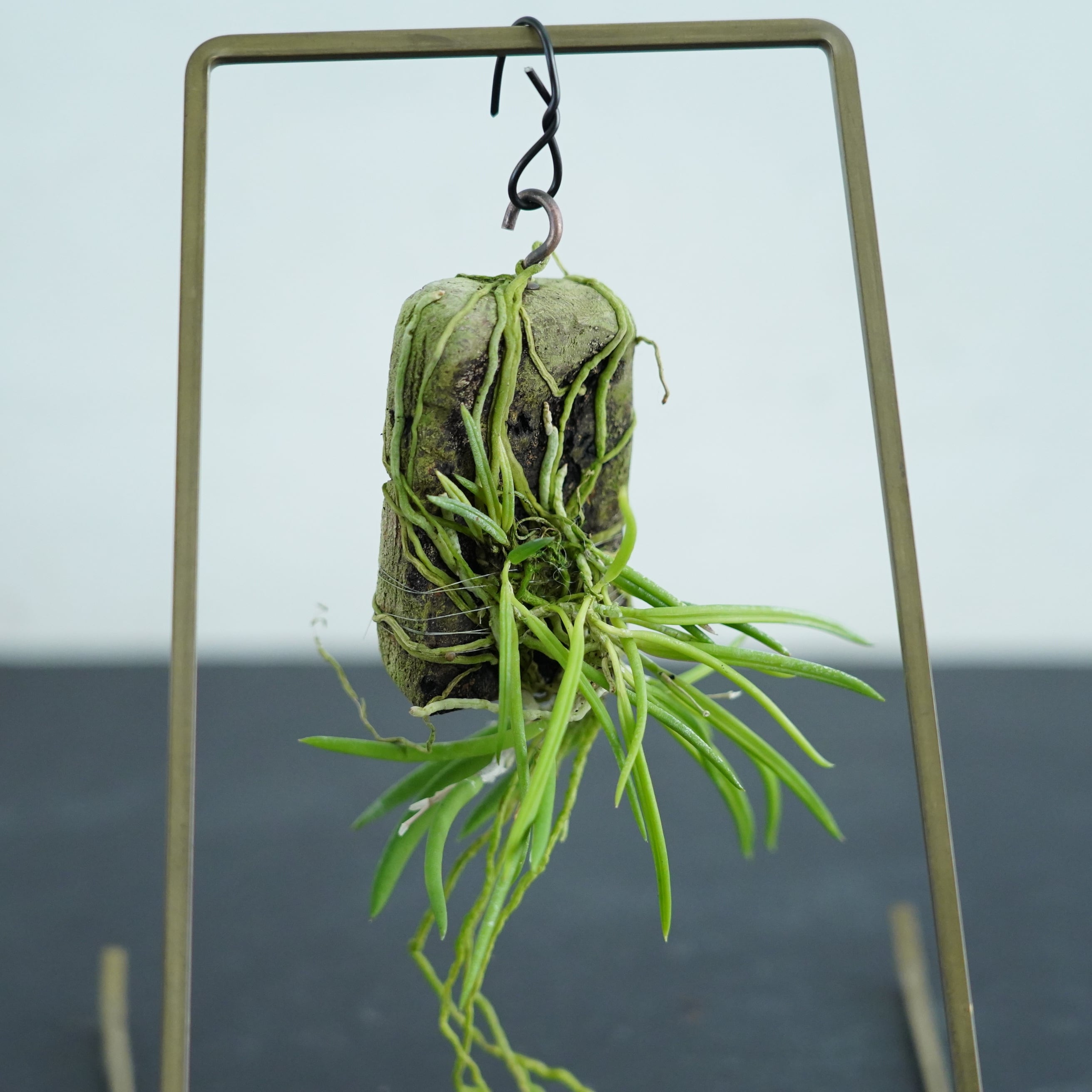 ミニコルク着生蘭 | 苔テラリウム専門ショップ道草