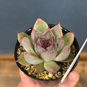 farmPALKさん苗 エケベリア 吉影【221】