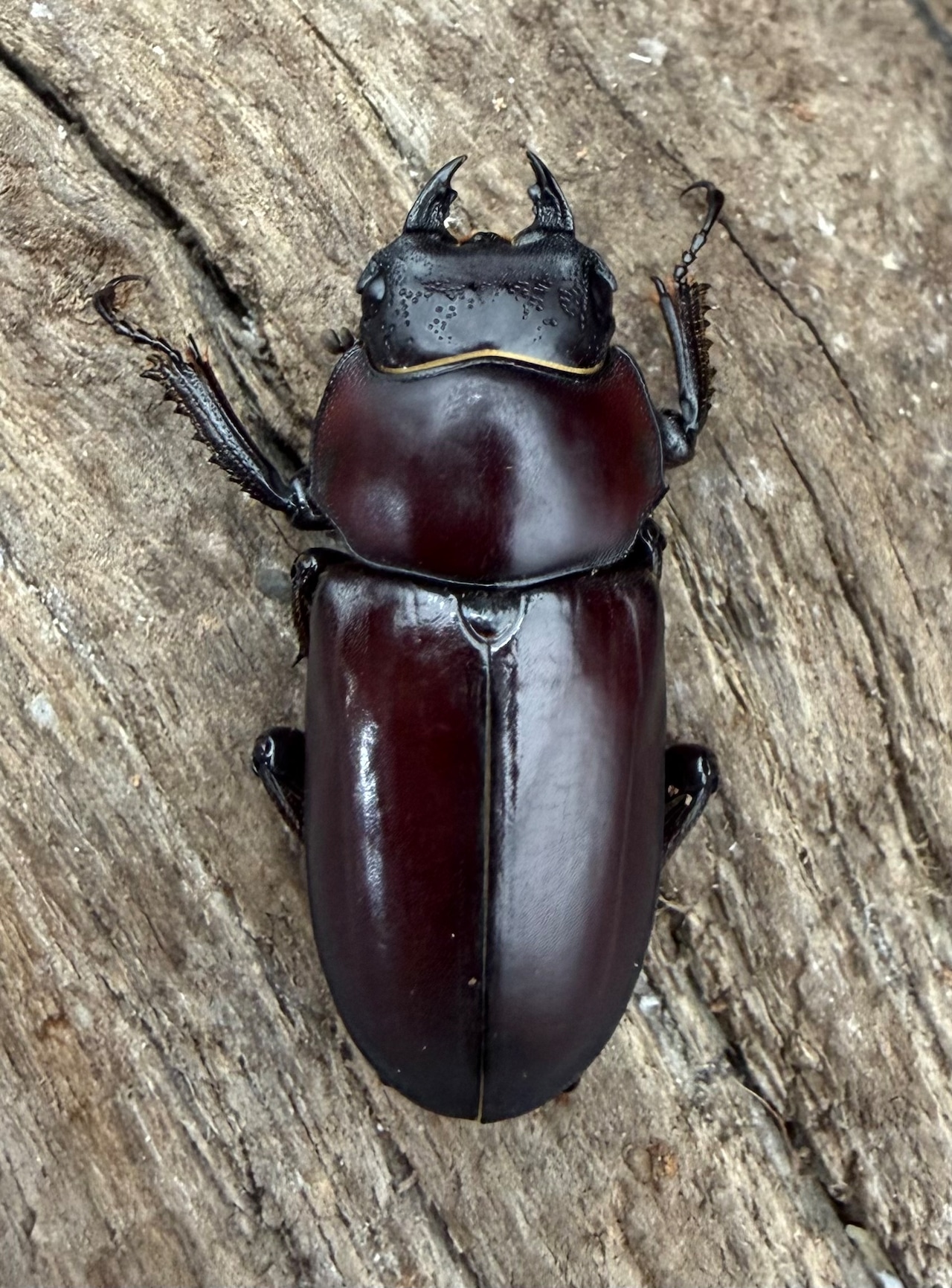 【WD】《ウォードコクワ チベット産 44.5mm ペア》